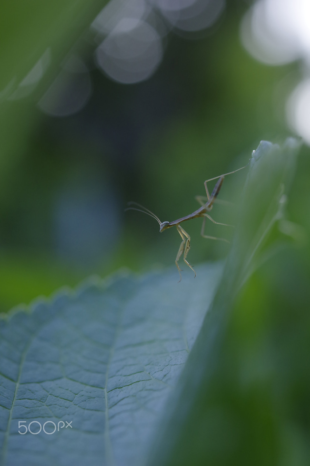 HD Pentax DA 35mm F2.8 Macro Limited sample photo. Baby photography