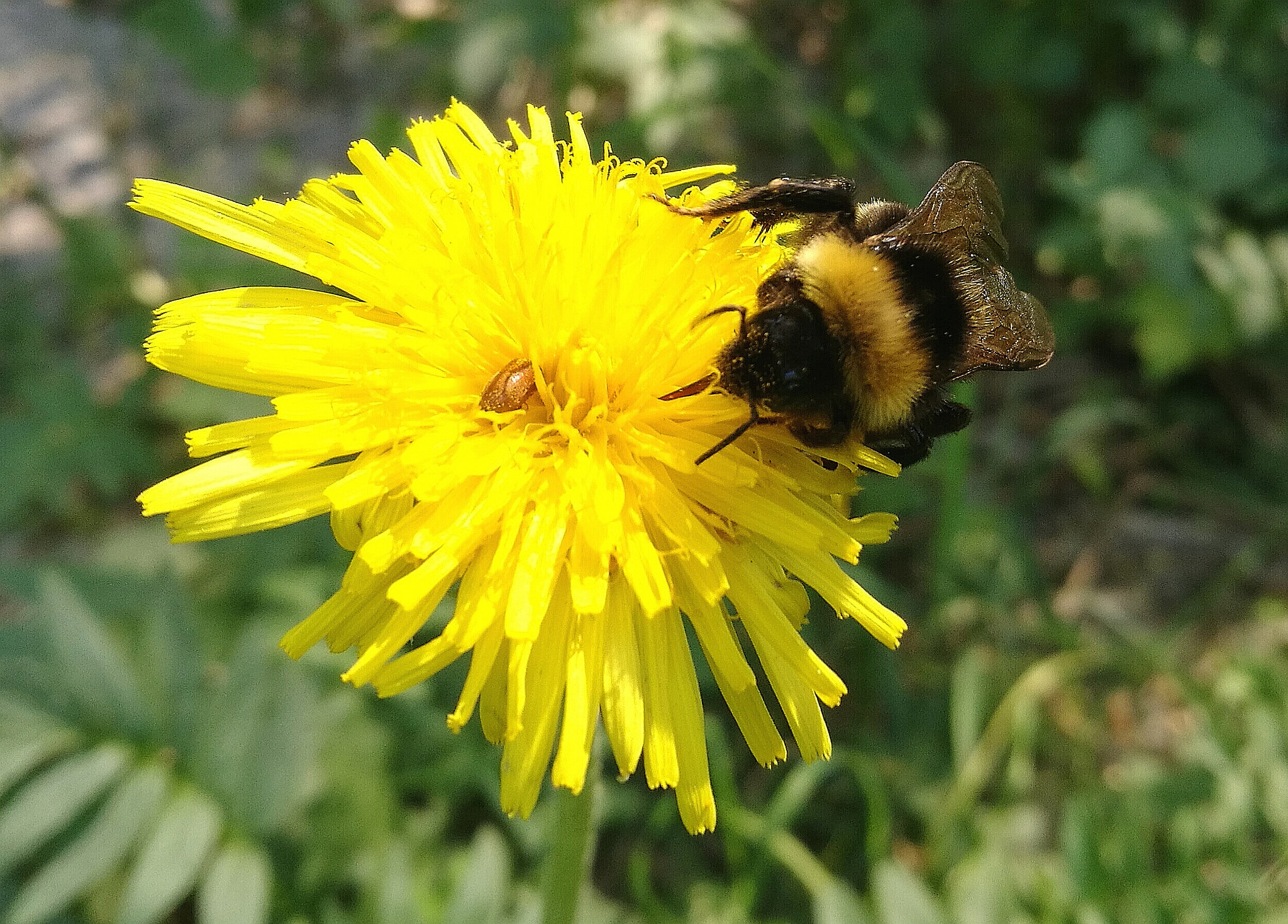 HUAWEI Honor 8 sample photo. Bumblebee photography