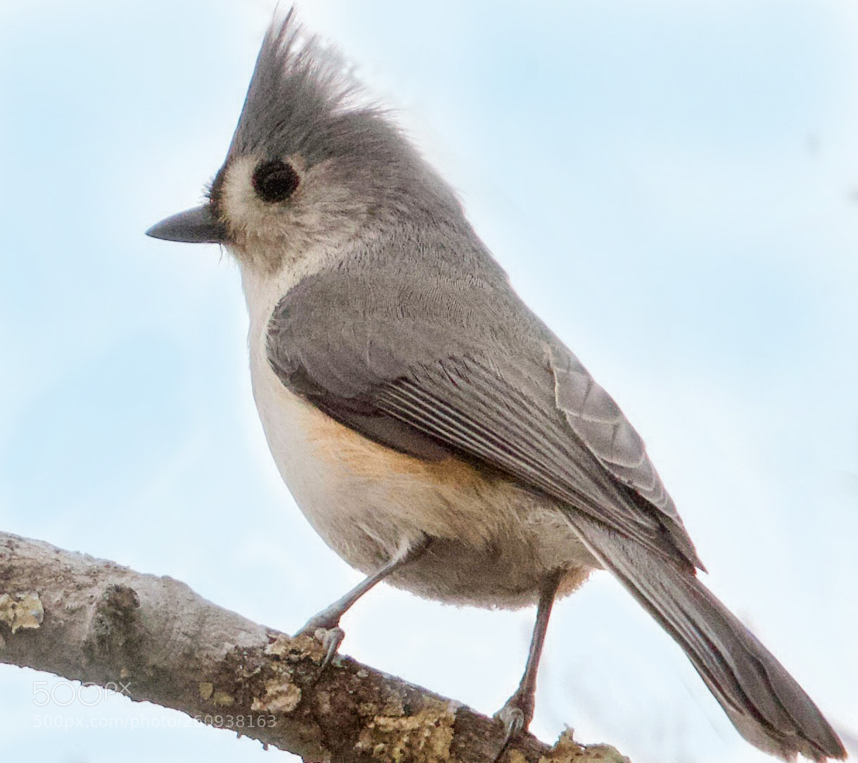 Canon EOS 550D (EOS Rebel T2i / EOS Kiss X4) sample photo. Tufted titmouse photography