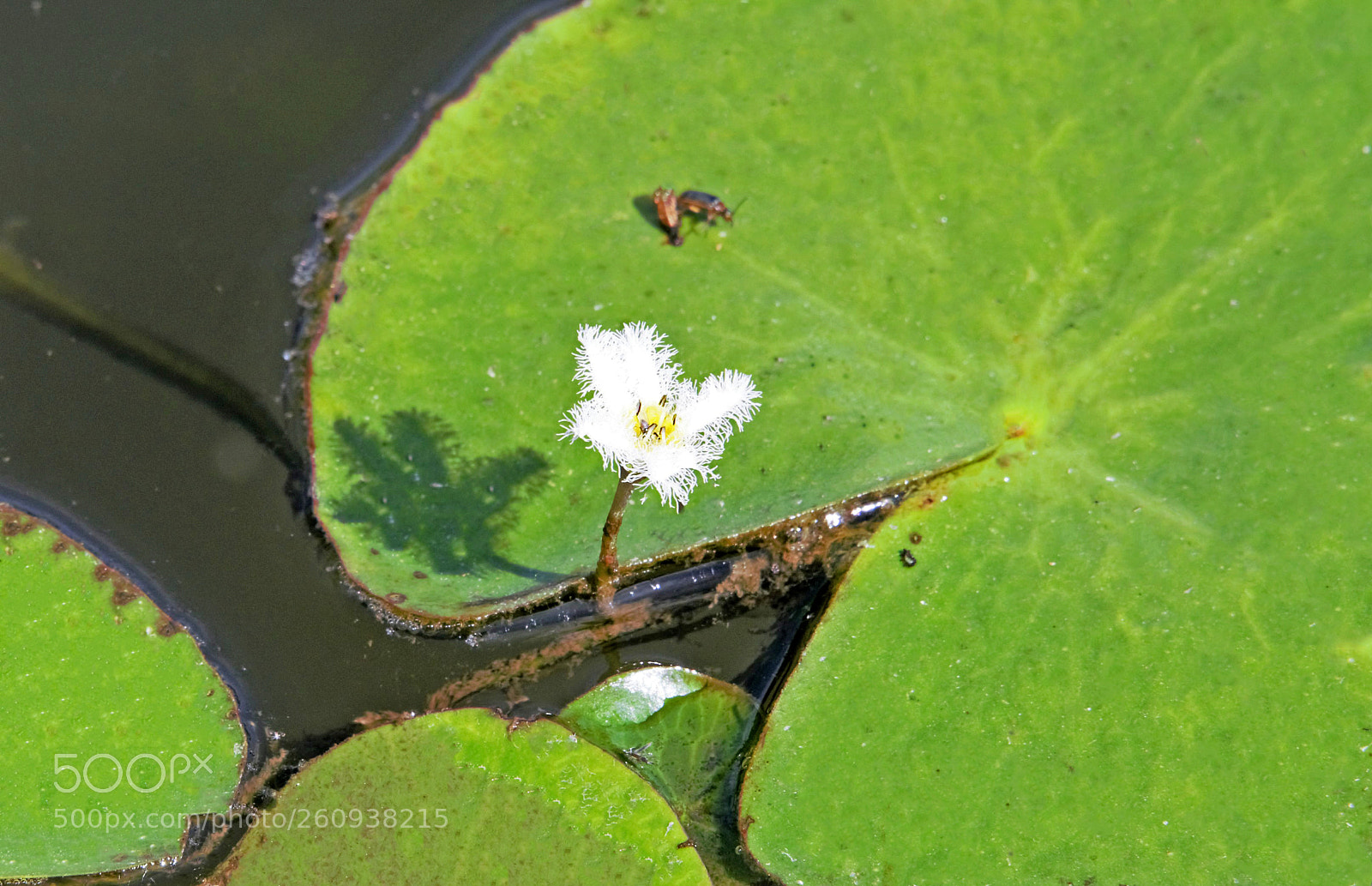 Nikon D810 sample photo. A lotus photography