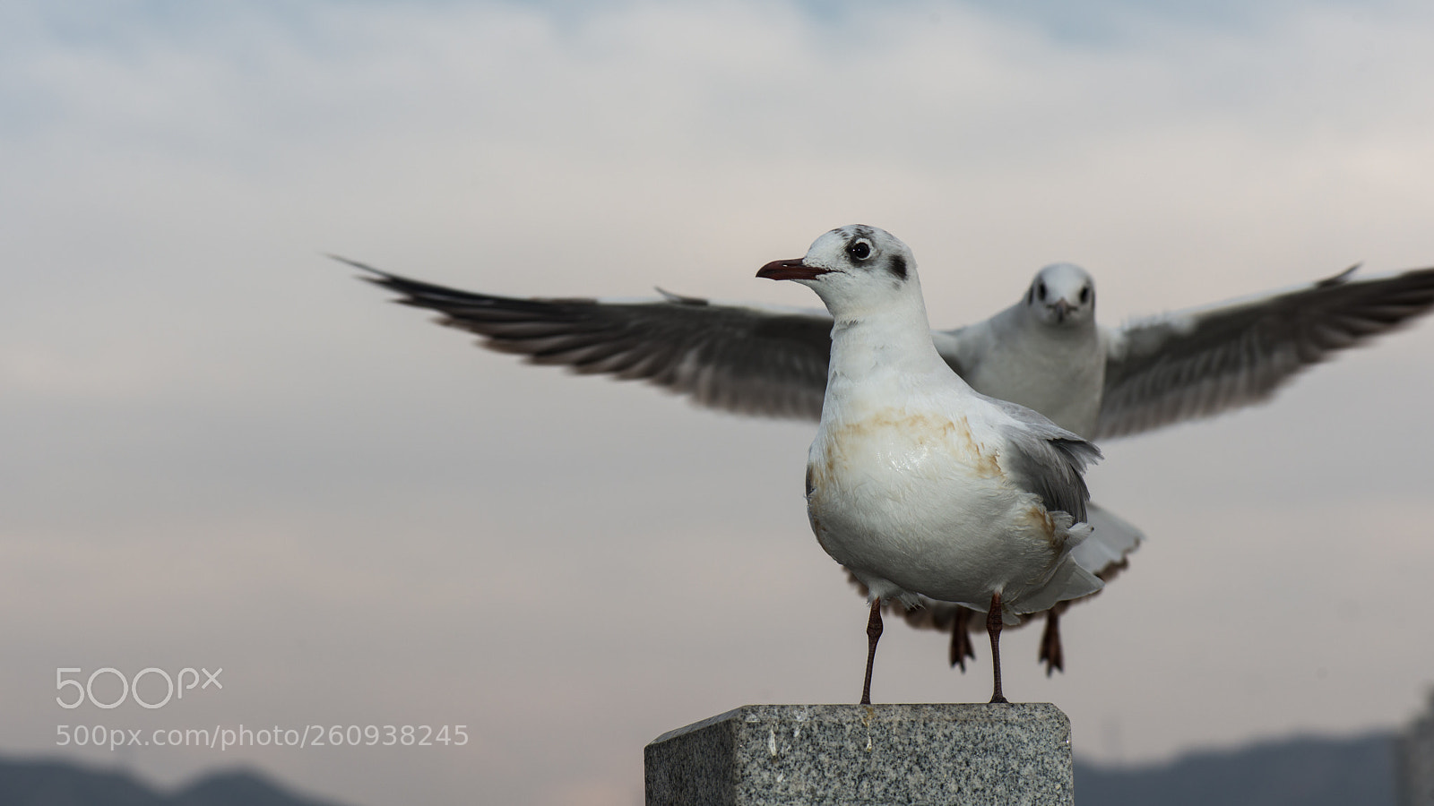 Nikon D800E sample photo. Gull photography