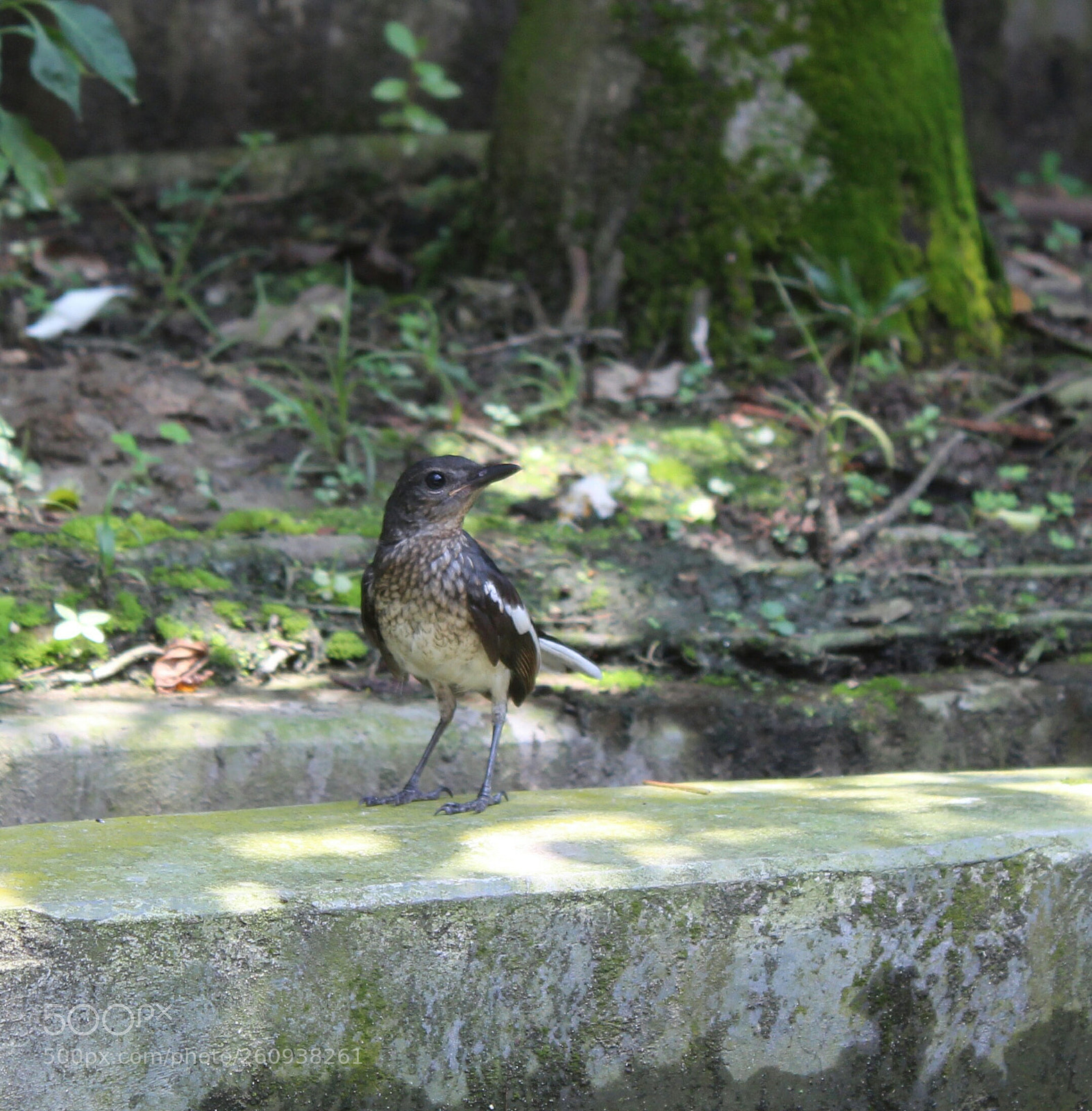 Canon EOS 1300D (EOS Rebel T6 / EOS Kiss X80) sample photo. Img_20180528_124140.jpg photography