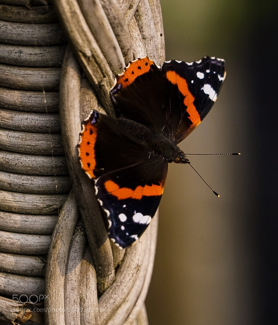 Sony a7R II sample photo. Butterfly photography