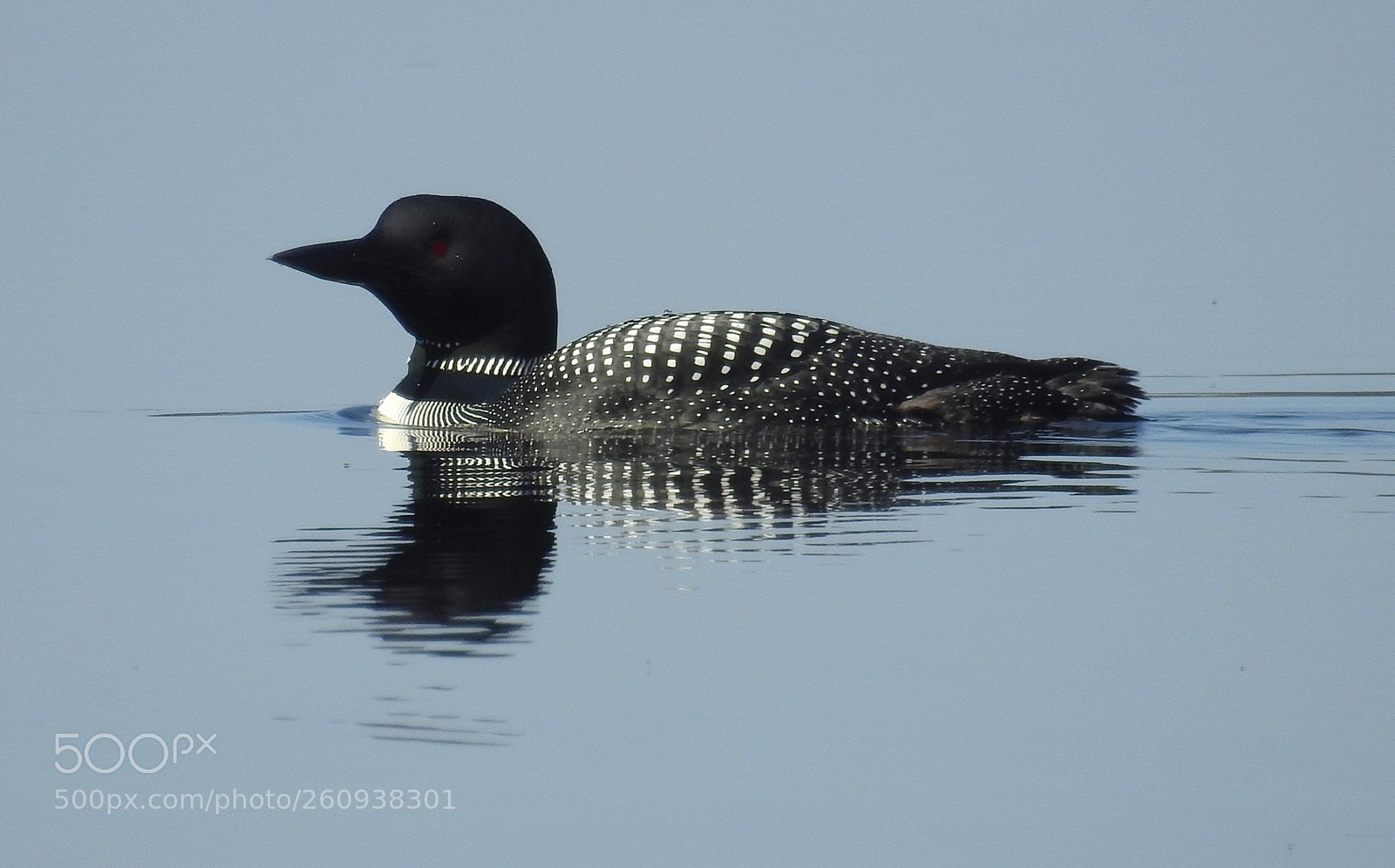 Nikon Coolpix P900 sample photo. Common loon photography
