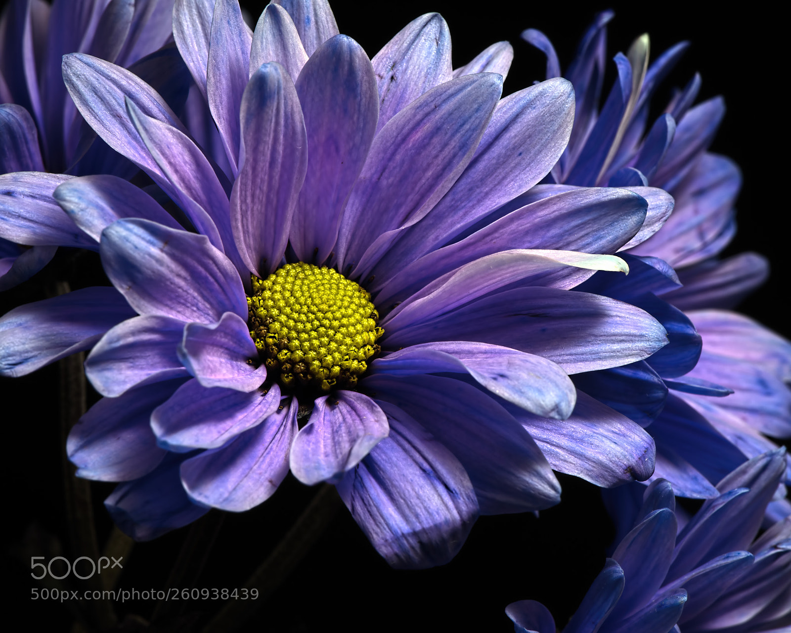 Nikon D810 sample photo. Purple daisy 0603 photography