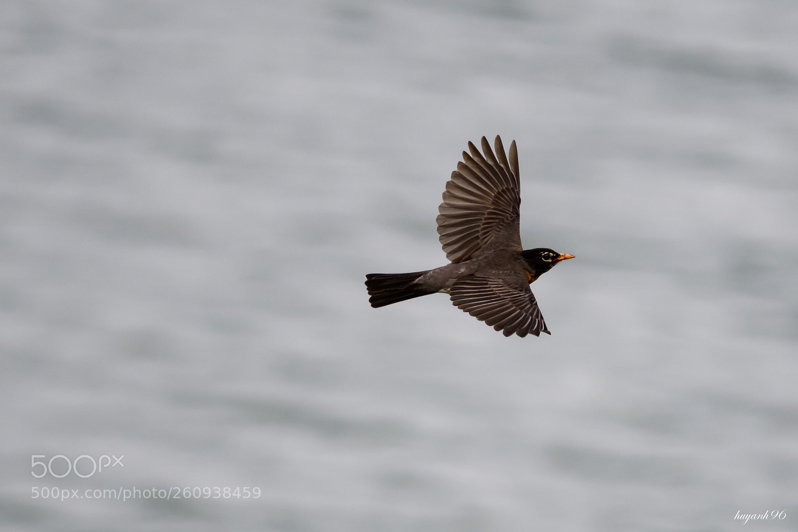 Nikon D500 sample photo. Robin in flight photography
