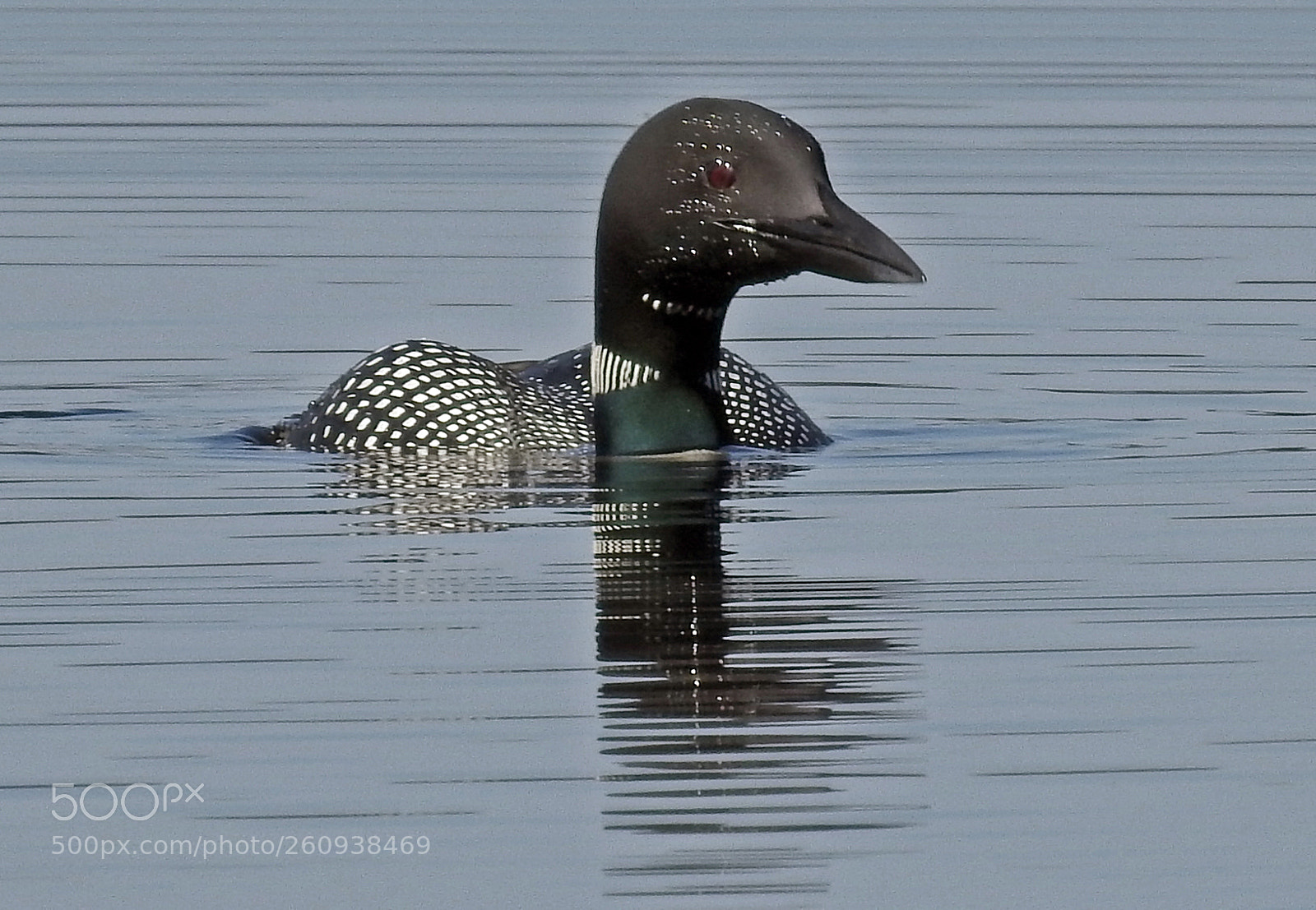 Nikon Coolpix P900 sample photo. Common loon photography