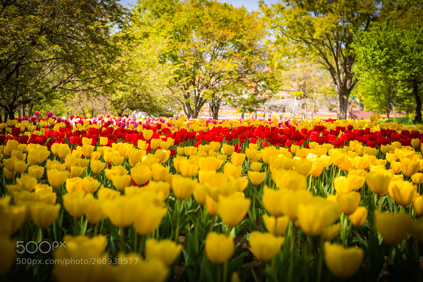 Nikon D610 sample photo. Tulips photography