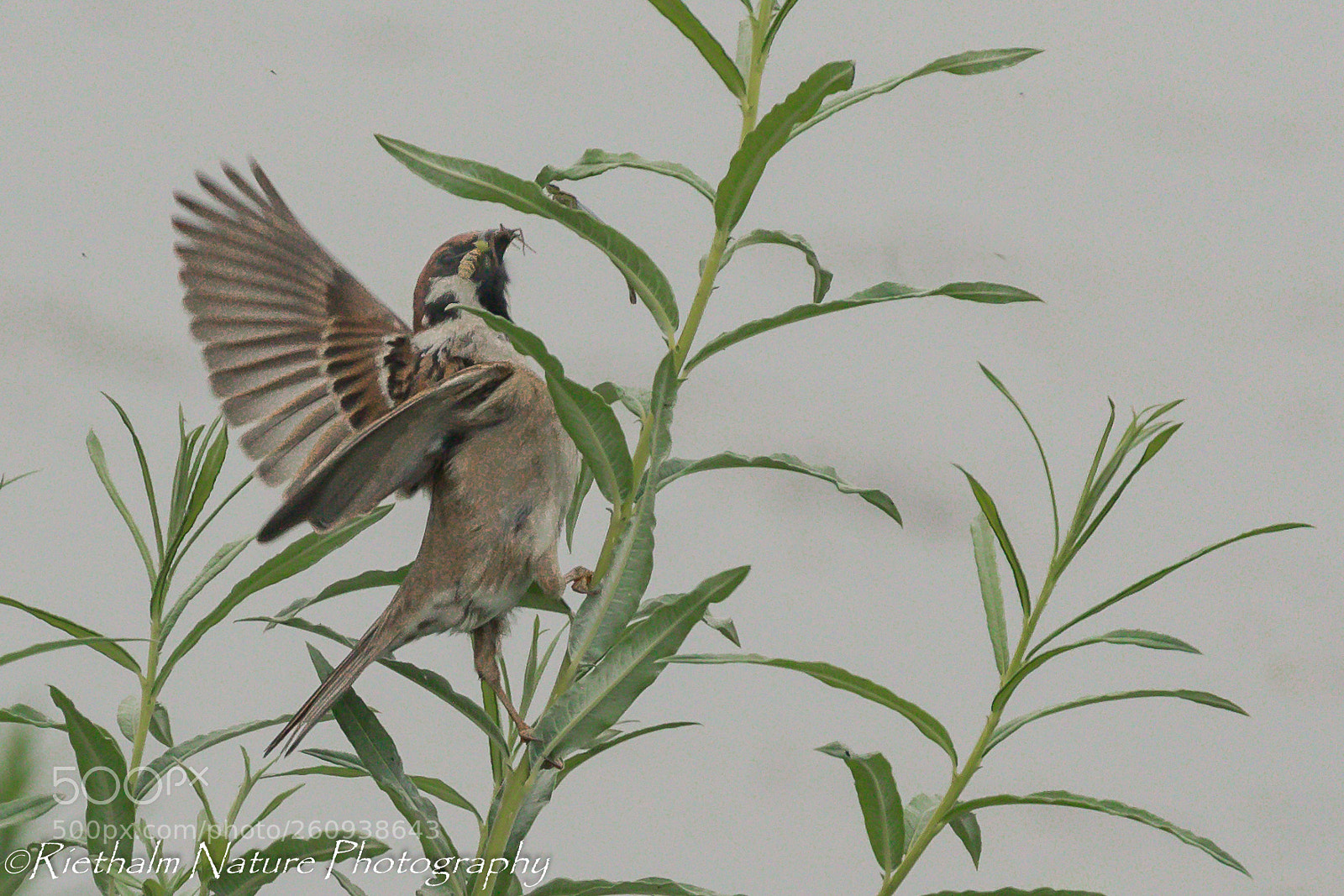 Canon EOS 7D Mark II sample photo. Ringmus / sparrow photography