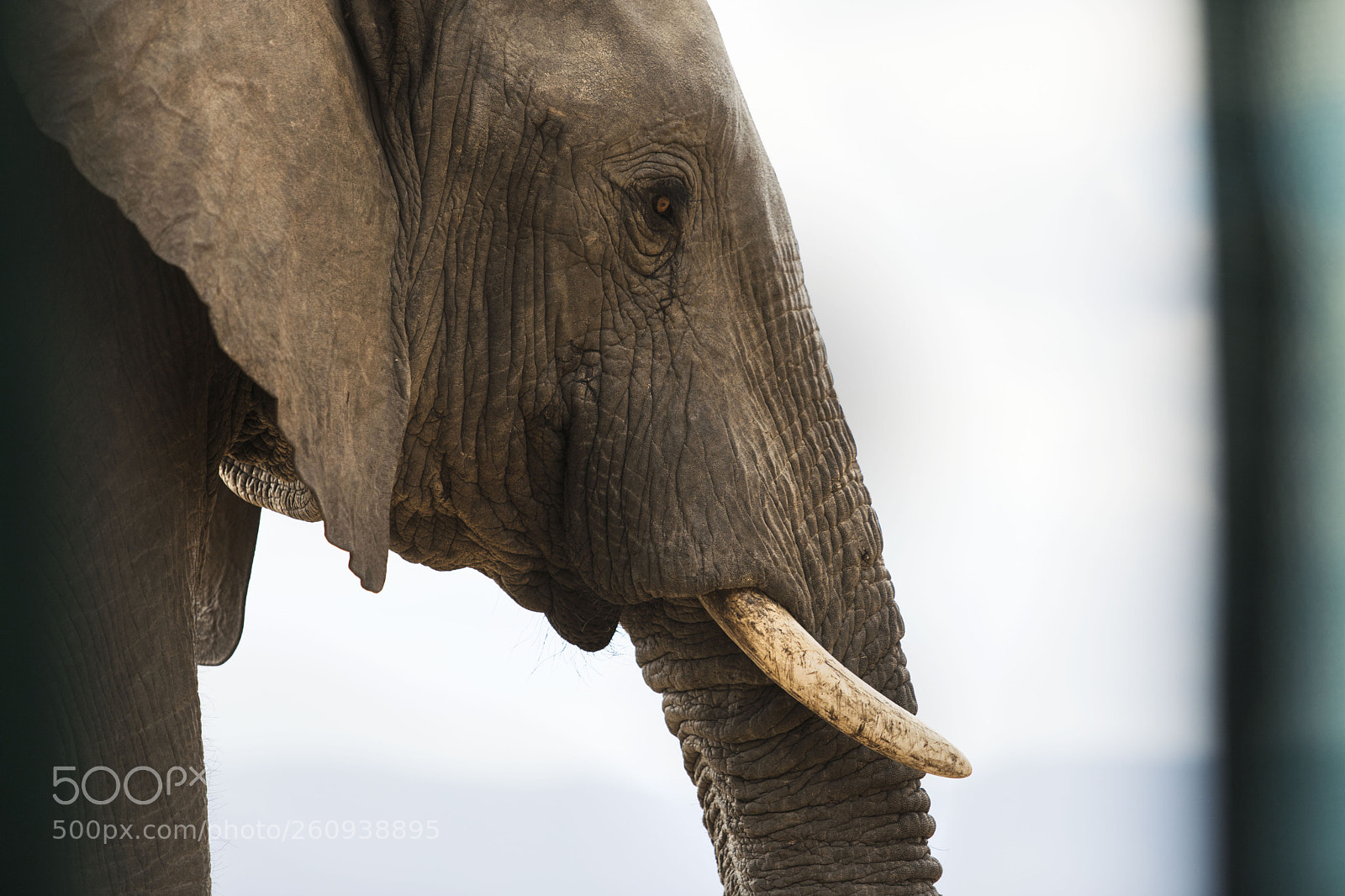 Canon EOS 5D Mark IV sample photo. Up close & personal photography