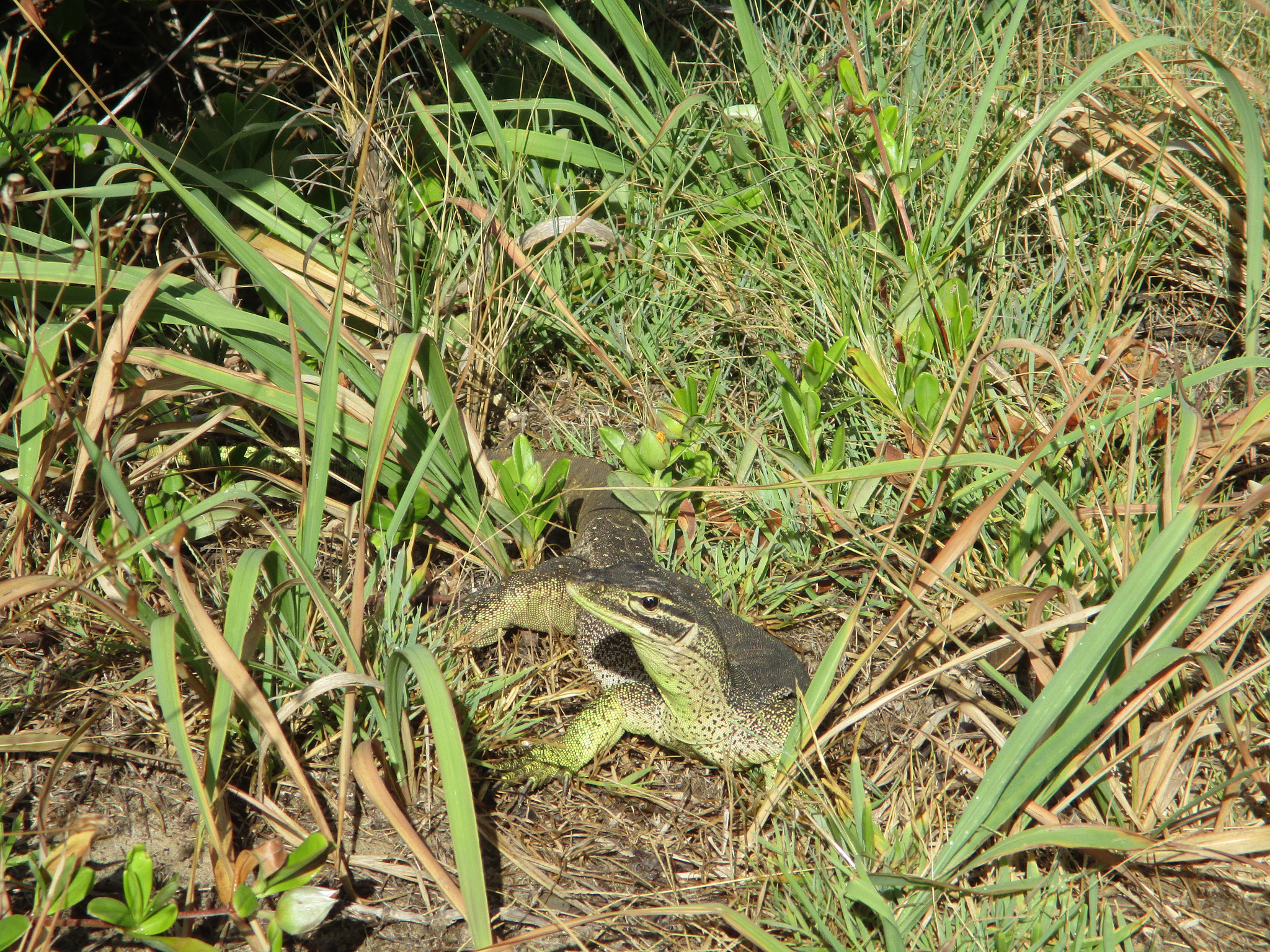 Canon IXUS 185 sample photo. Camouflage photography