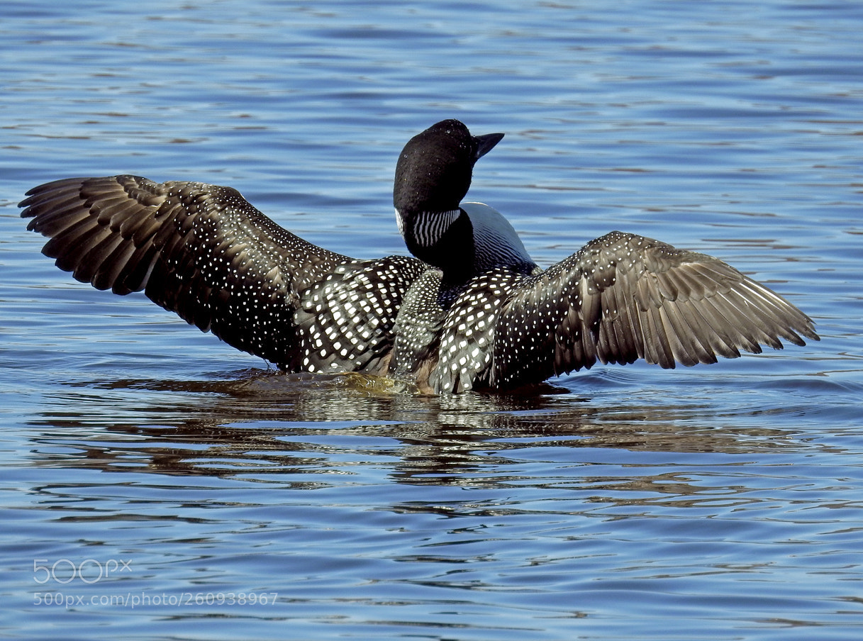 Nikon Coolpix P900 sample photo. Common loon photography