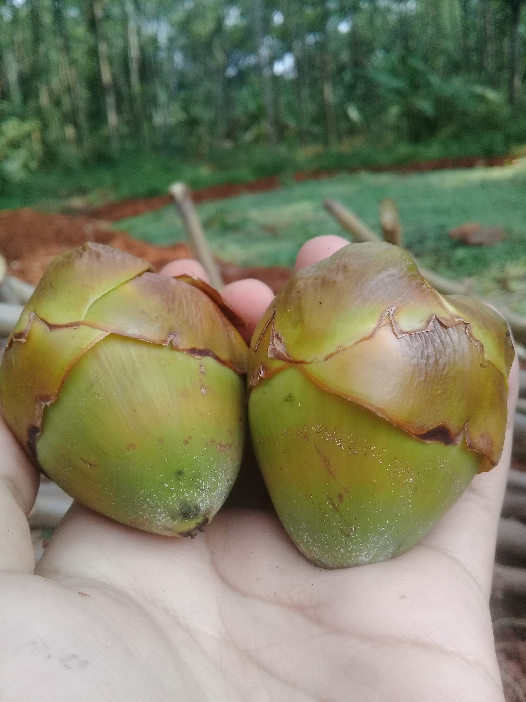 Samsung Galaxy J2 Prime sample photo. Young coconut photography