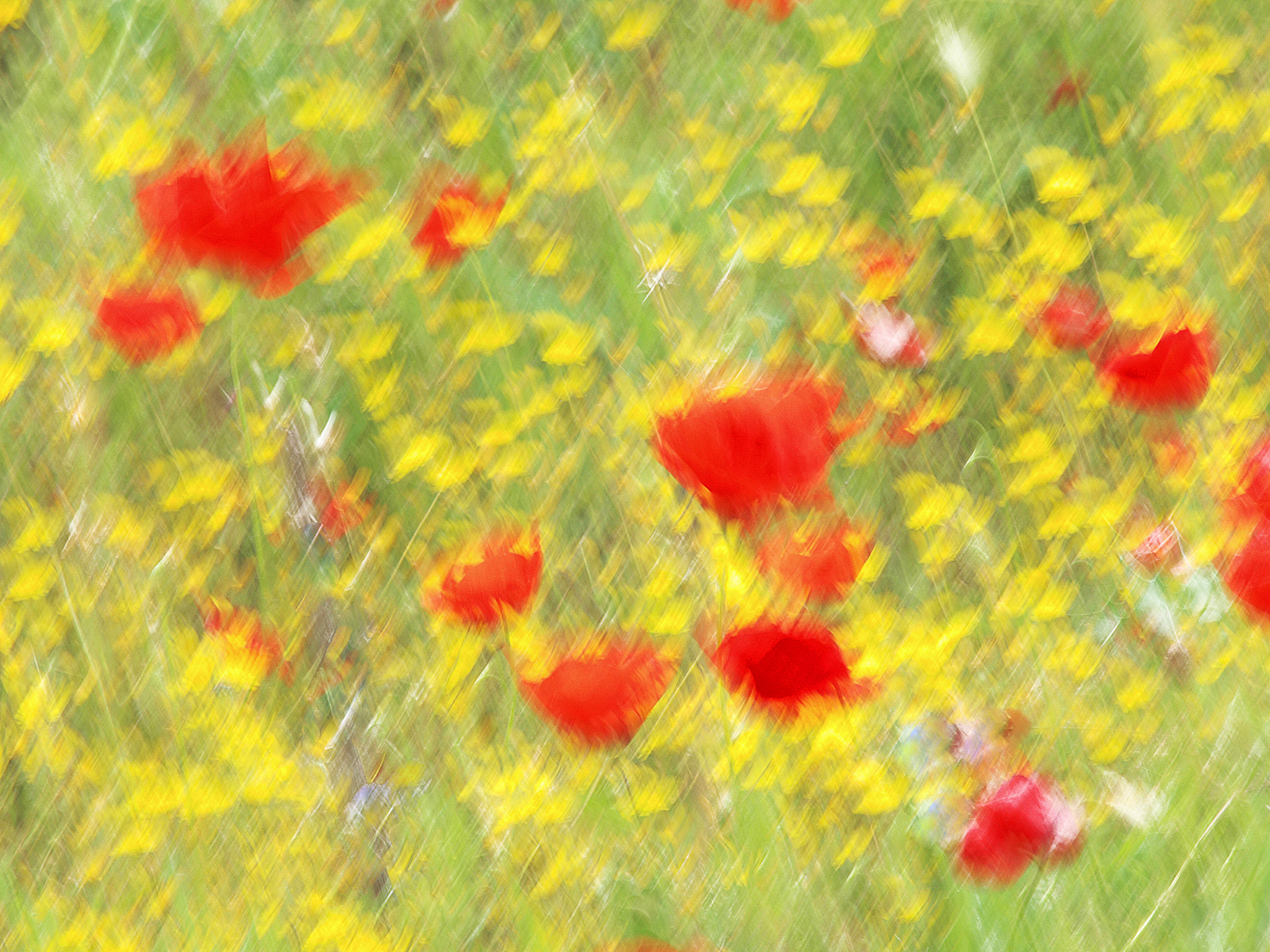 Olympus E-30 sample photo. Tiempo de amapolas photography