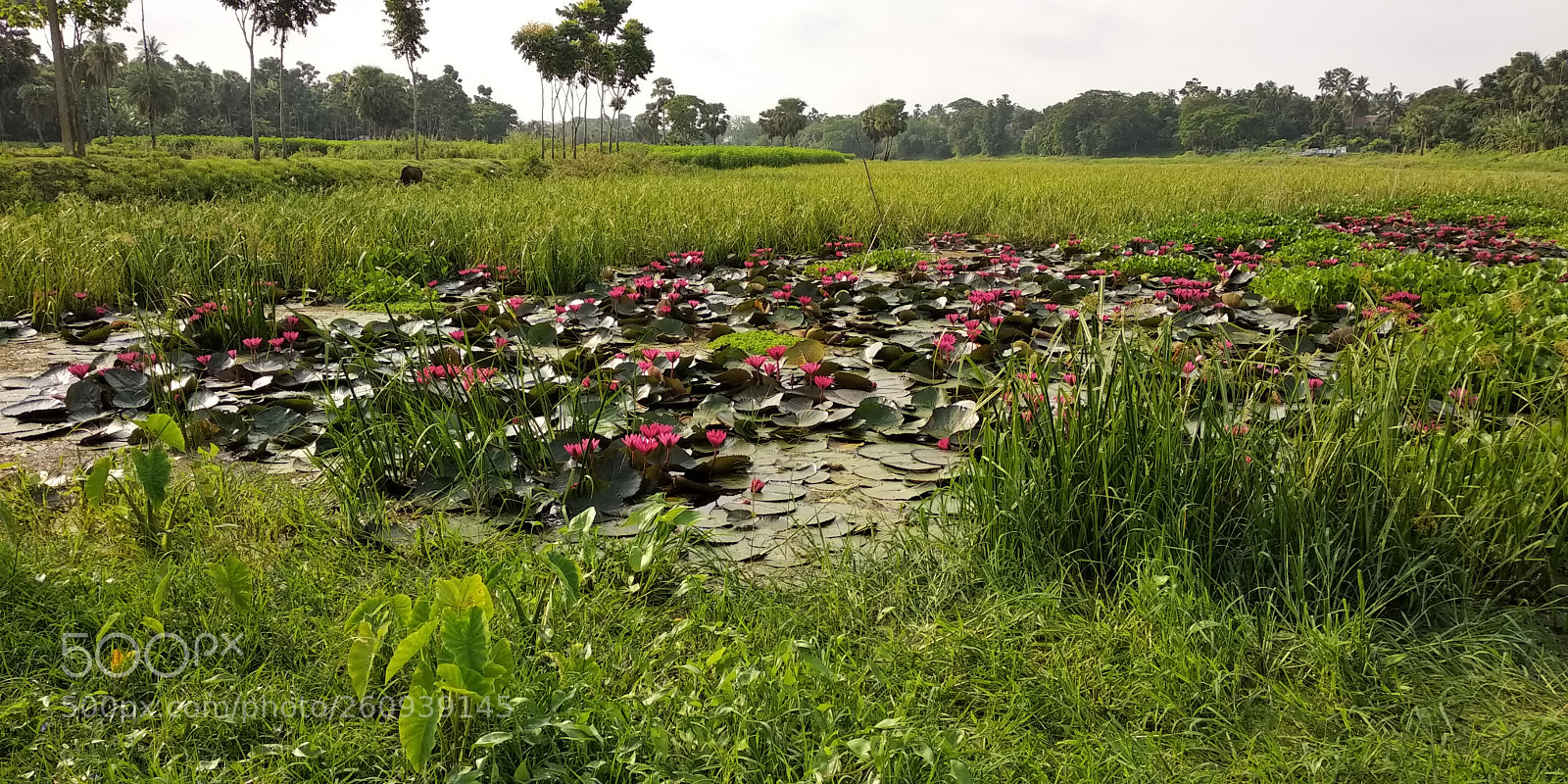 Xiaomi Redmi Note 5 sample photo. Untitled photography