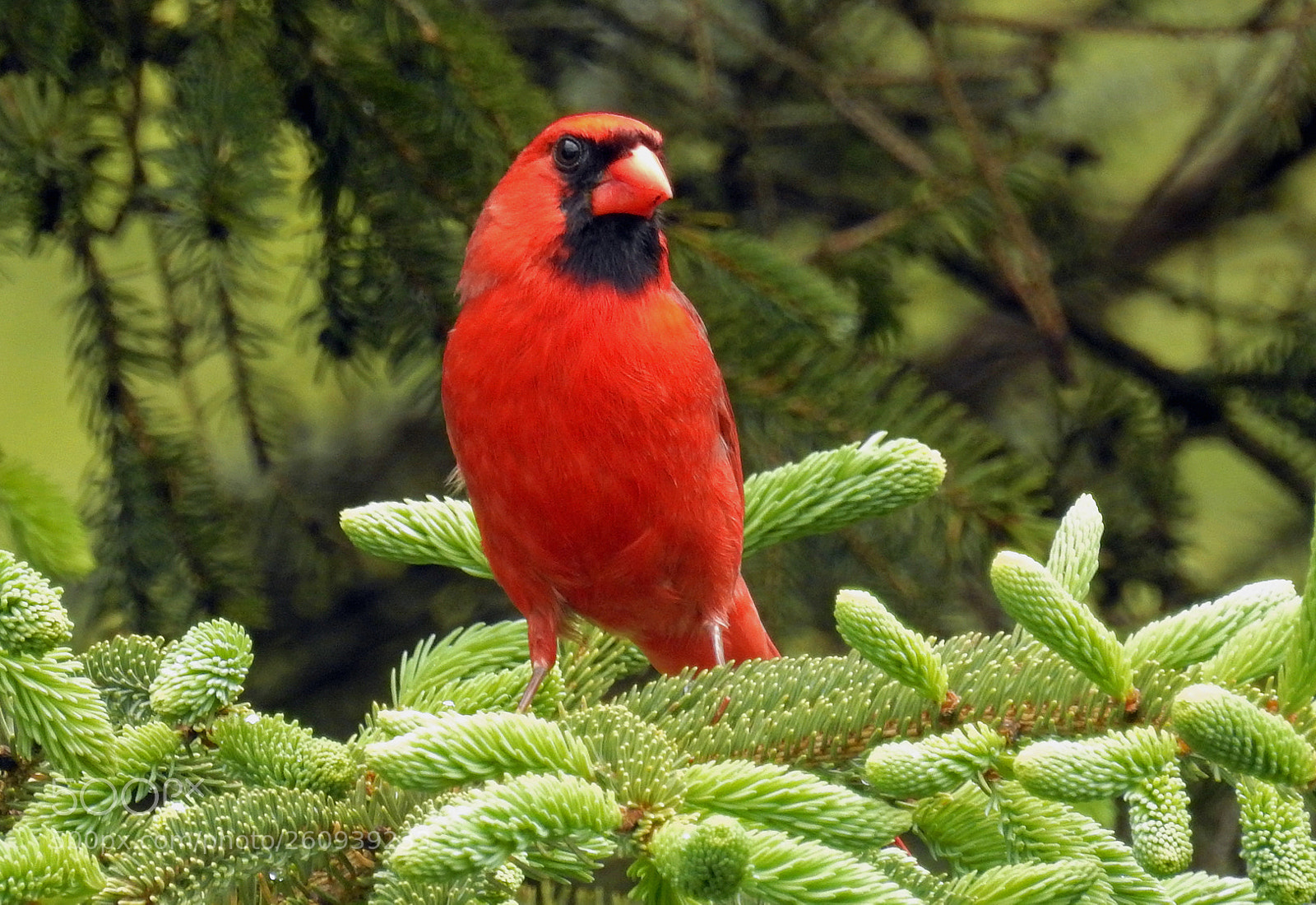 Nikon Coolpix P900 sample photo. Cardinal photography