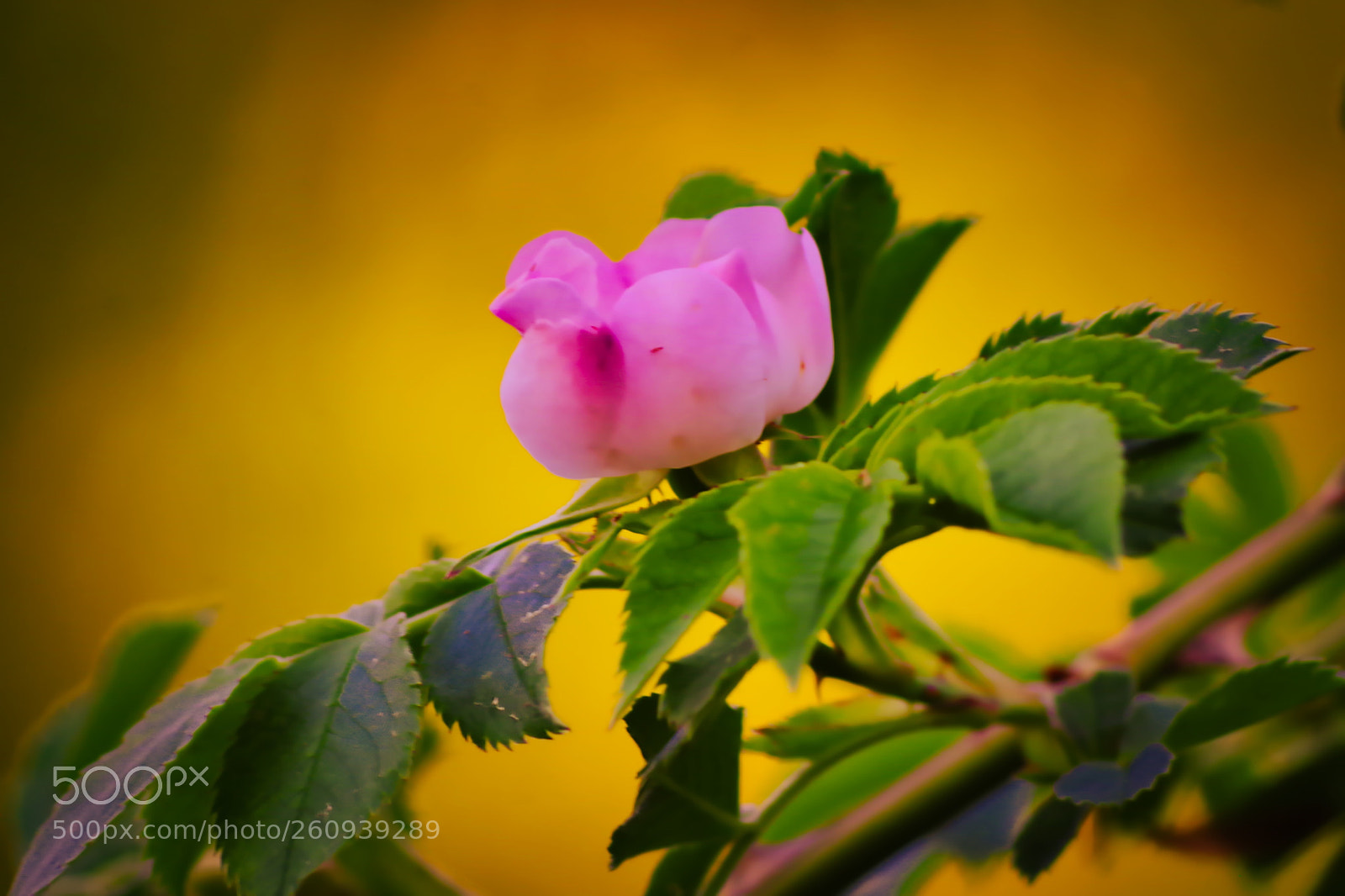 Pentax K-1 sample photo. A rose photography