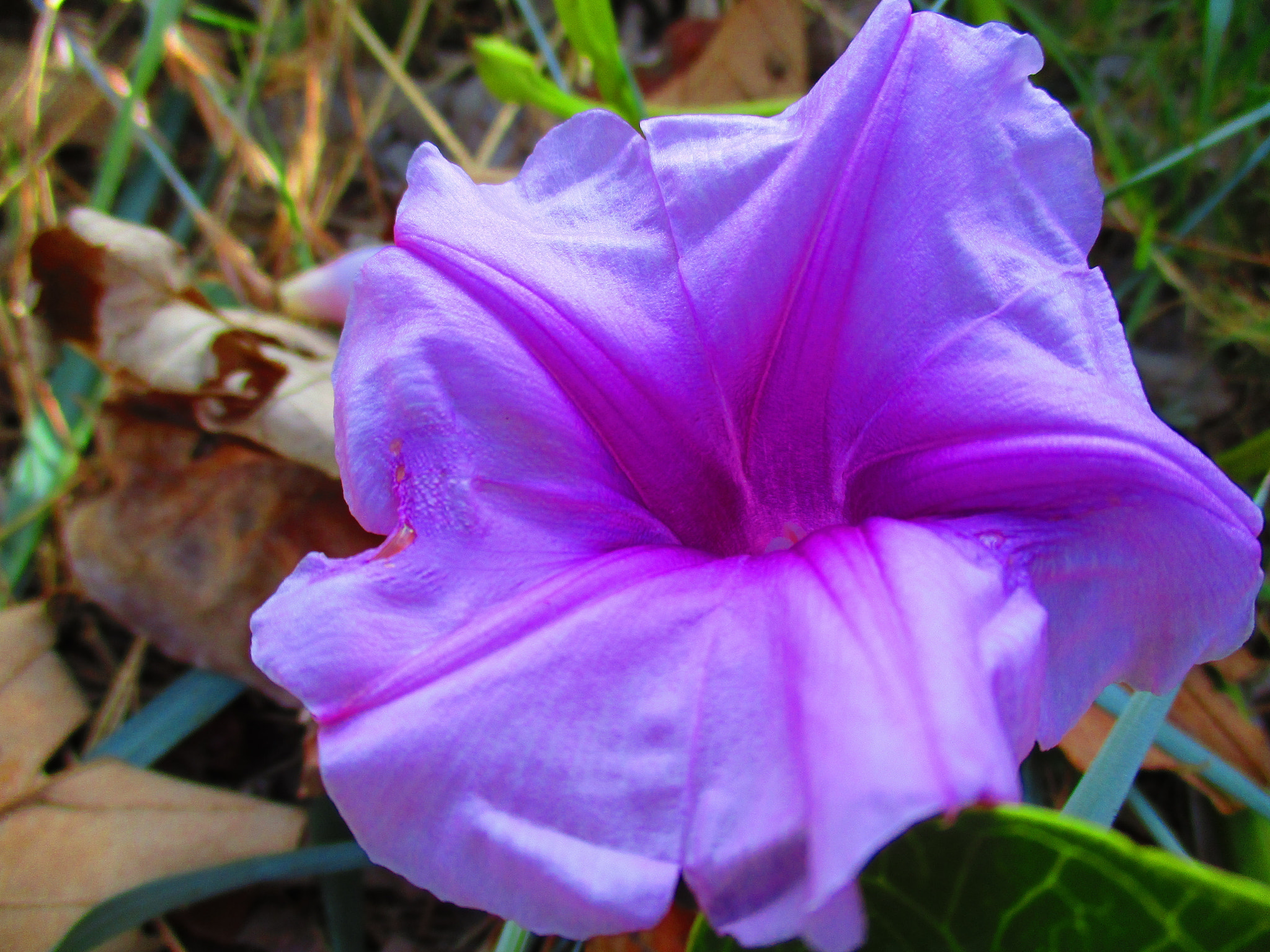 Canon IXUS 185 sample photo. Purplish photography