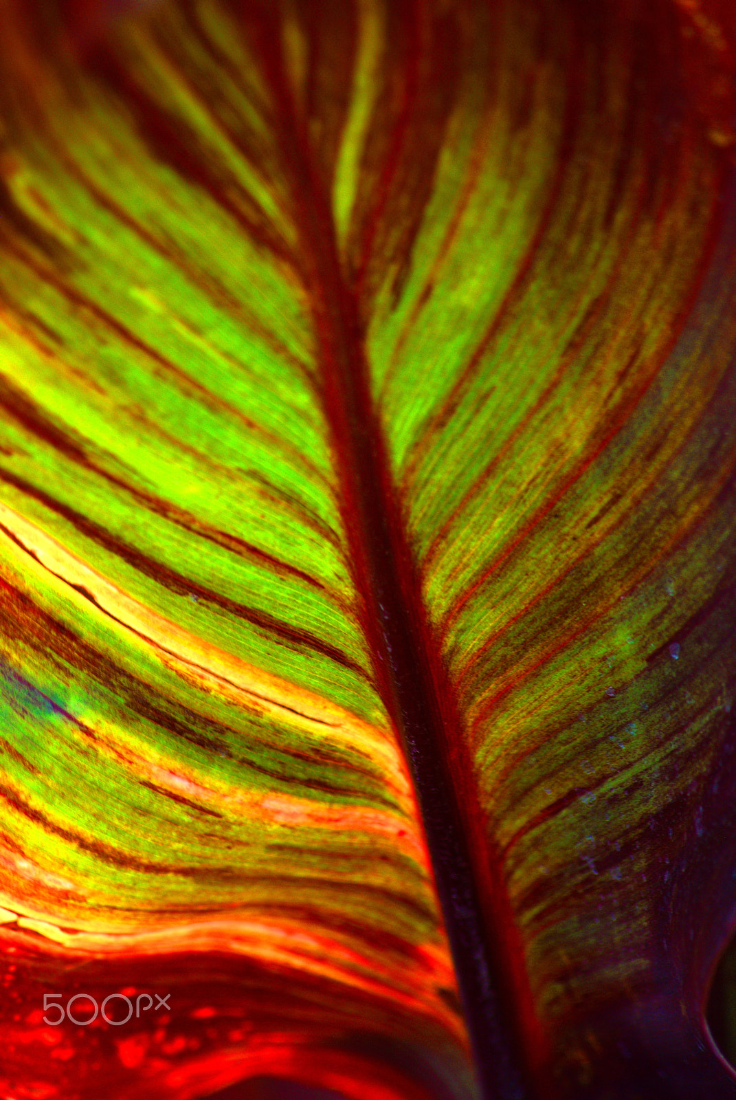 Nikon D3000 + Sigma 70-300mm F4-5.6 APO DG Macro sample photo. Canna foliage photography