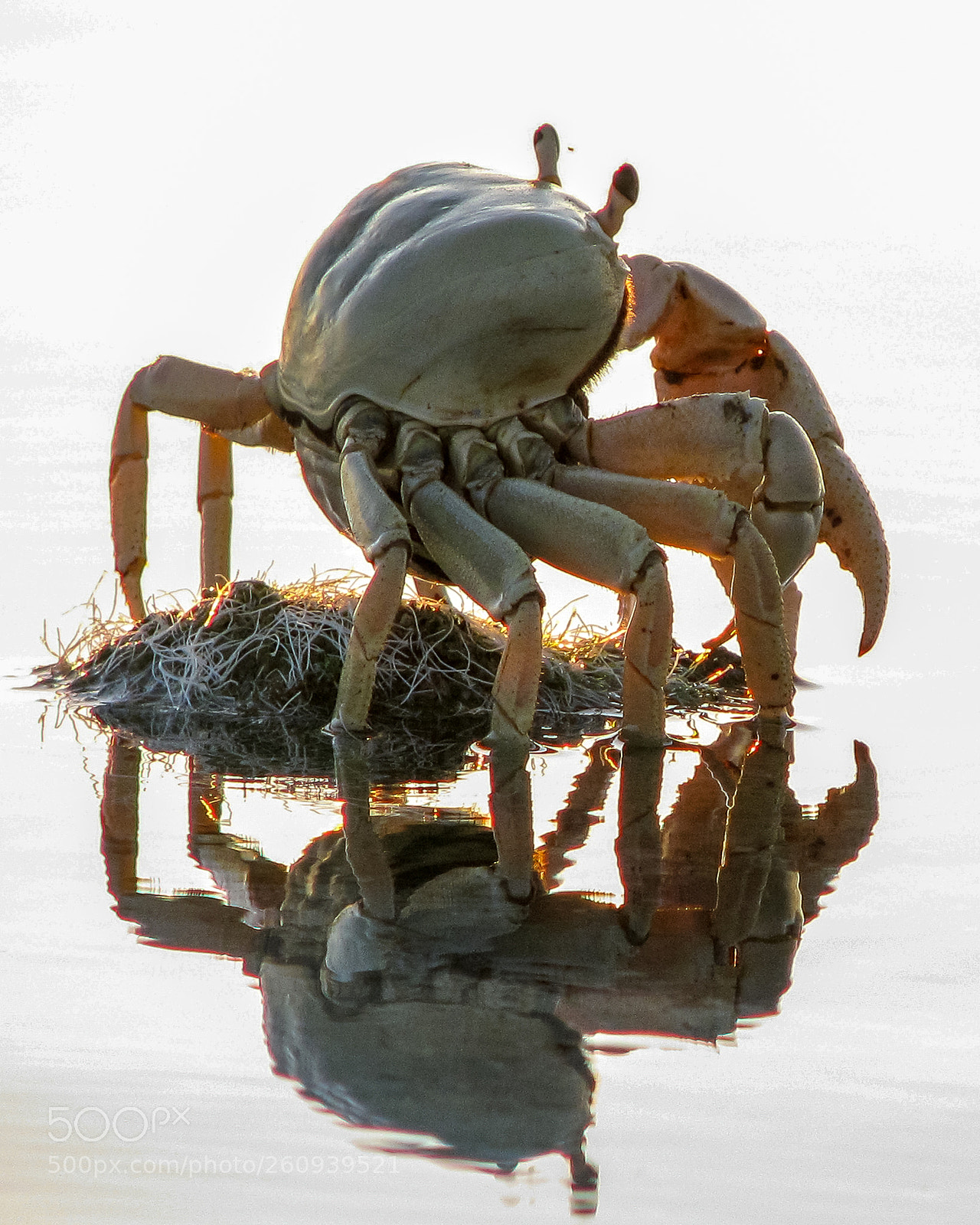 Canon POWERSHOT S5 IS sample photo. Silhouette of a crab photography