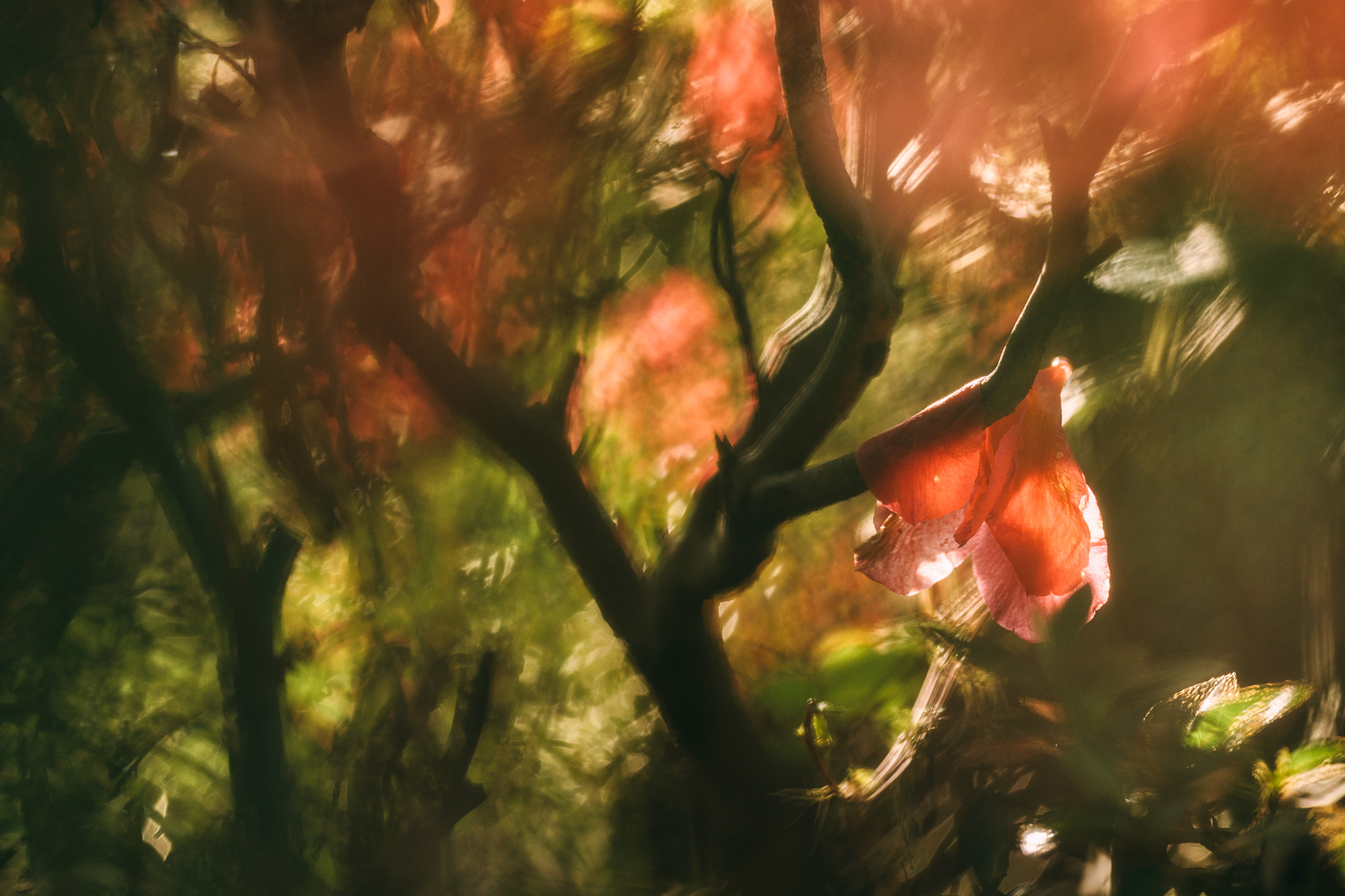 Sony a9 sample photo. Fallen rhododendron photography