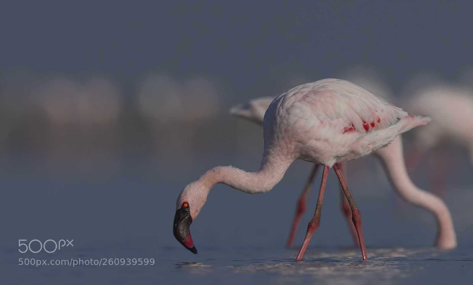 Nikon D500 sample photo. Lesser flamingo photography