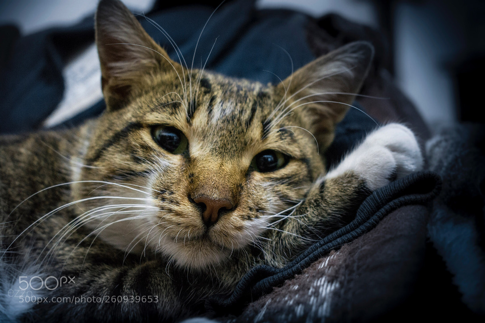 Nikon D5200 sample photo. Untitled photography
