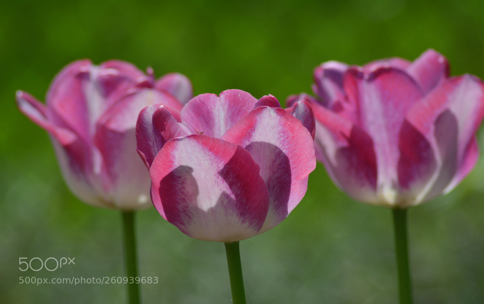 Nikon D5200 sample photo. Tulipany7 photography