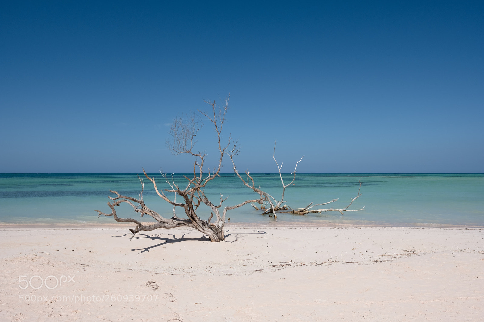 Fujifilm X-Pro2 sample photo. Cayo jutías photography