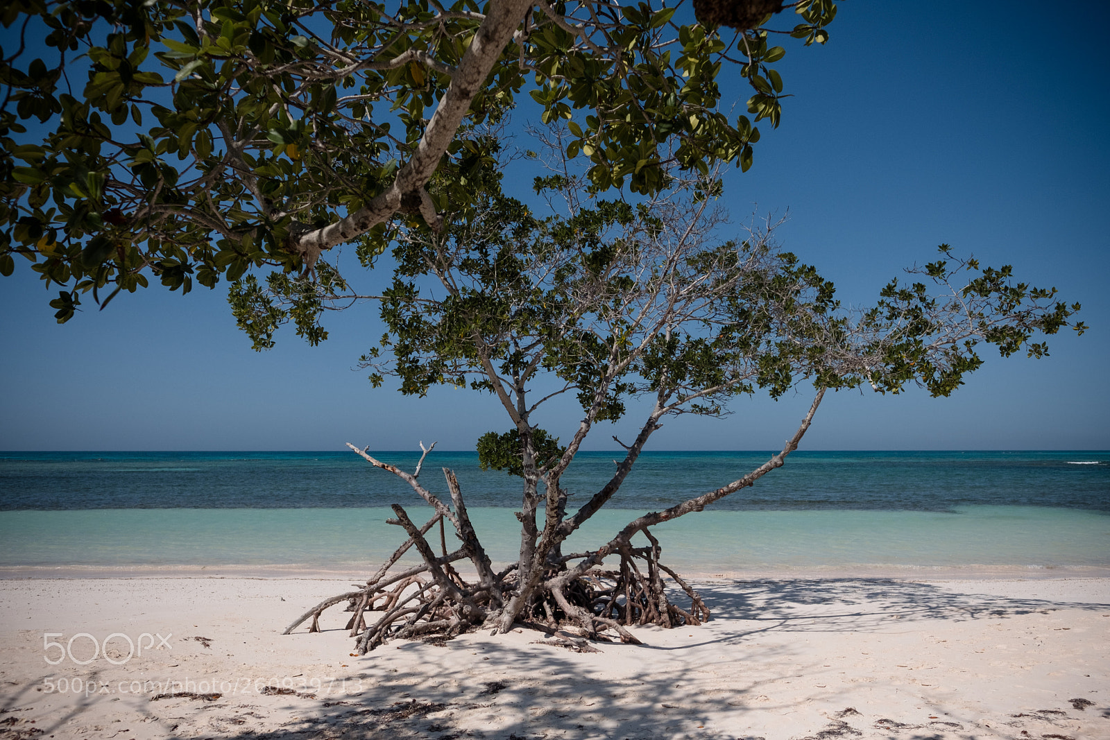 Fujifilm X-Pro2 sample photo. Cayo jutías photography