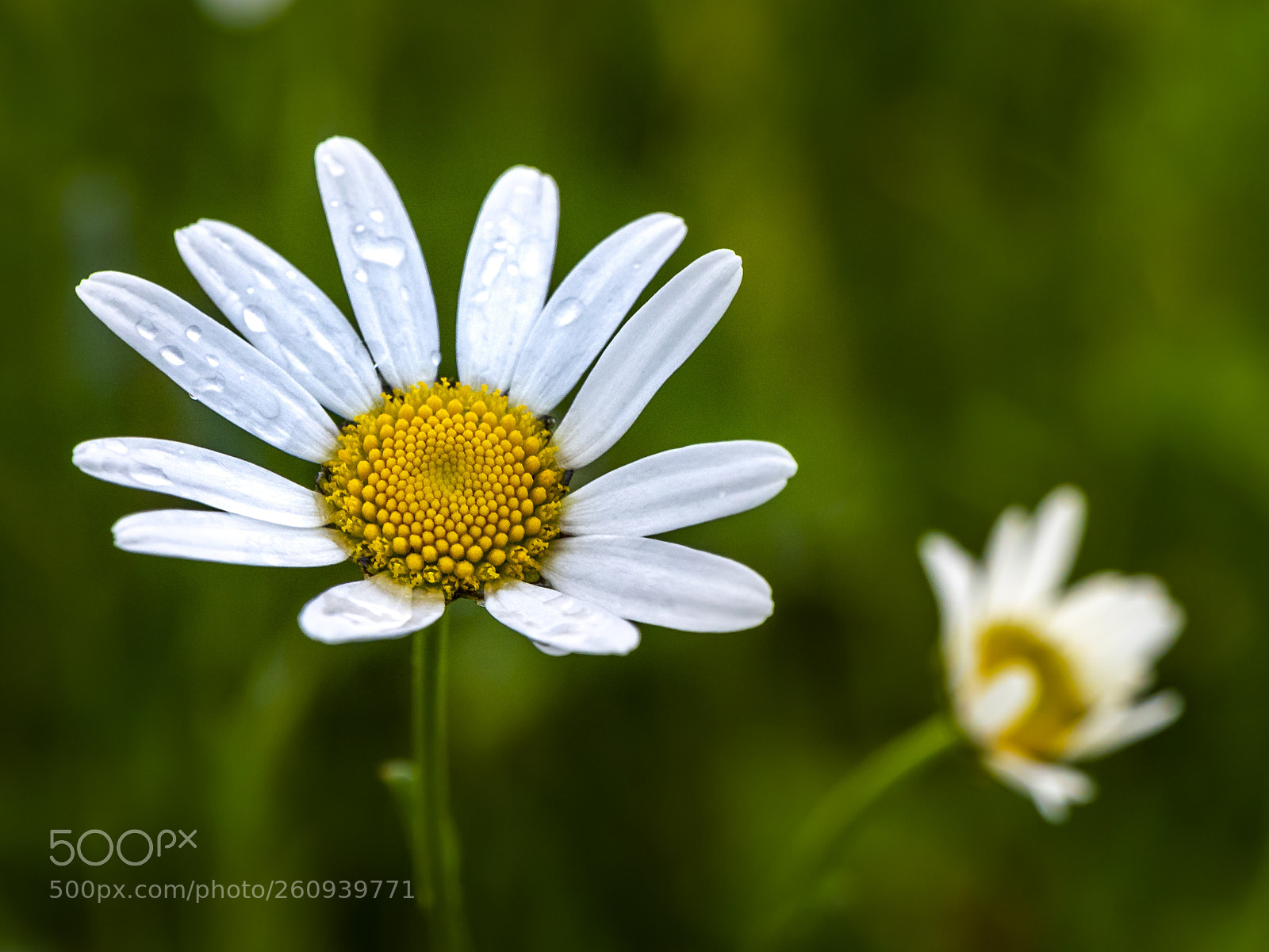 Panasonic Lumix DMC-GX8 sample photo. Flower photography