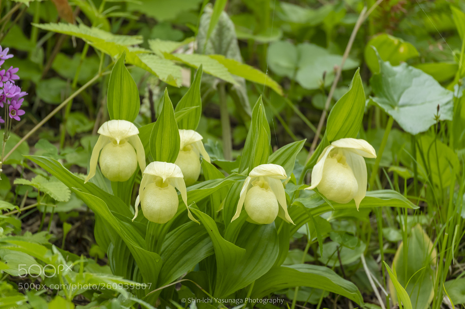 Pentax K-70 sample photo. Cypripedium marcanthum var. rebunense photography