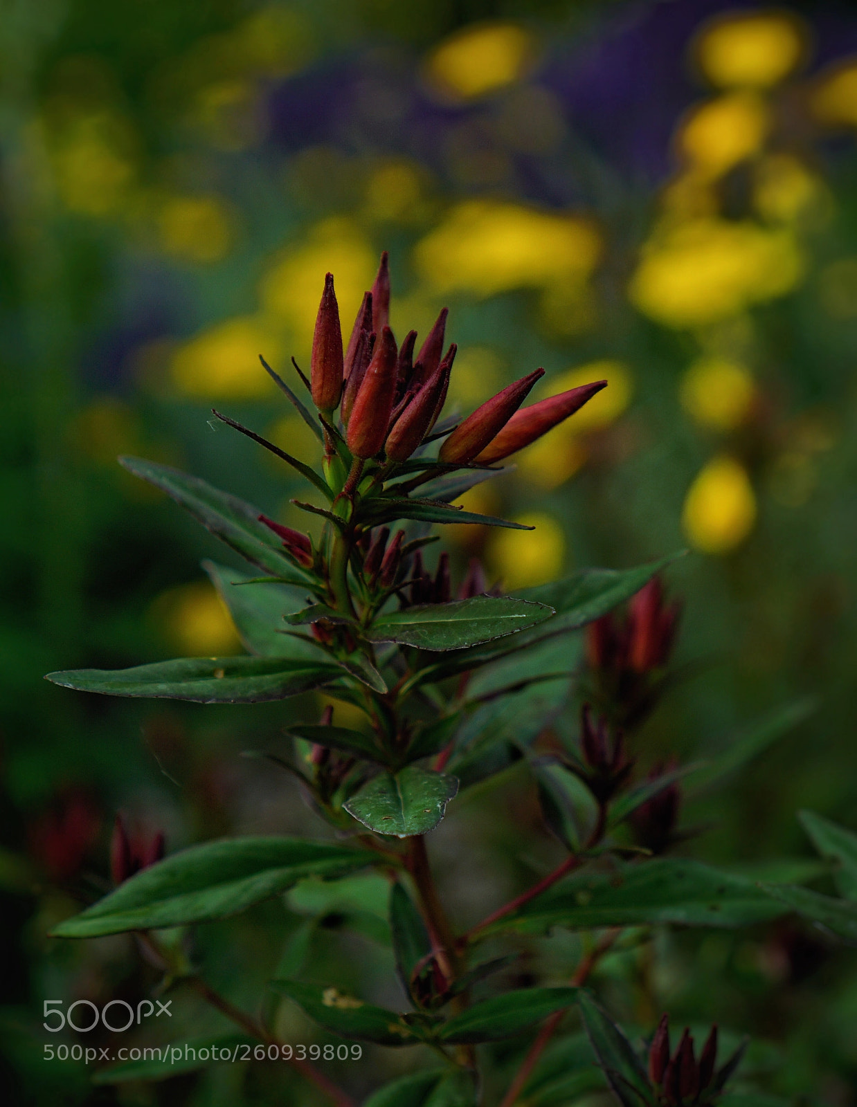 Sony a6000 sample photo. Macro of a flower photography