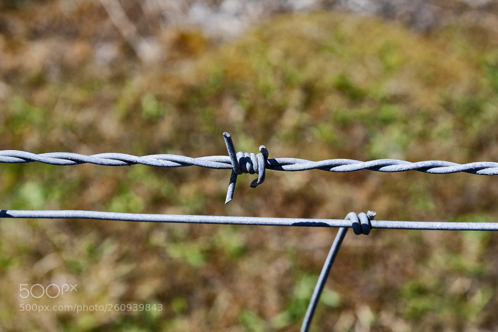 Canon EOS 40D sample photo. Barbed wire photography