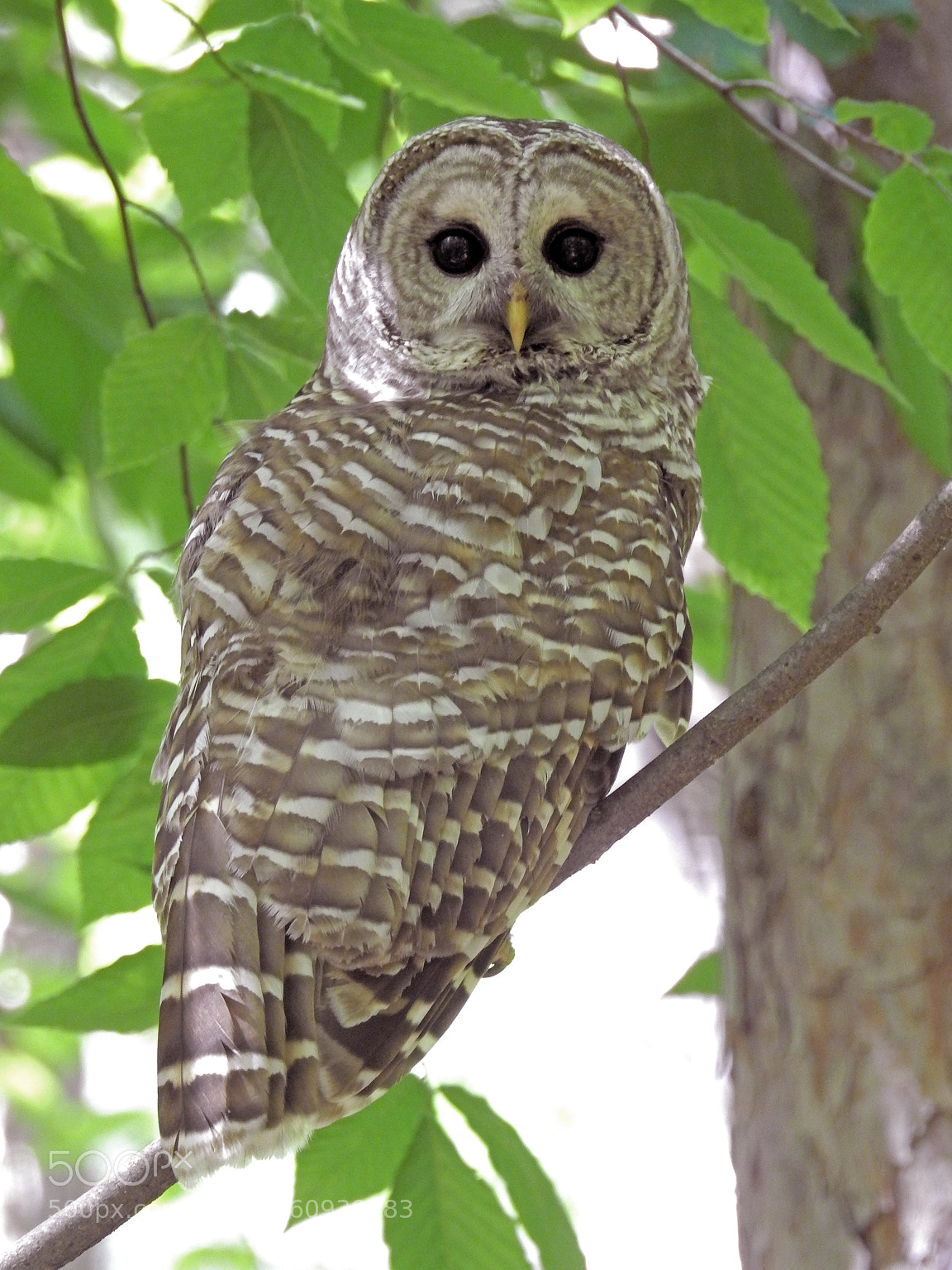 Nikon Coolpix P900 sample photo. Barred owl photography