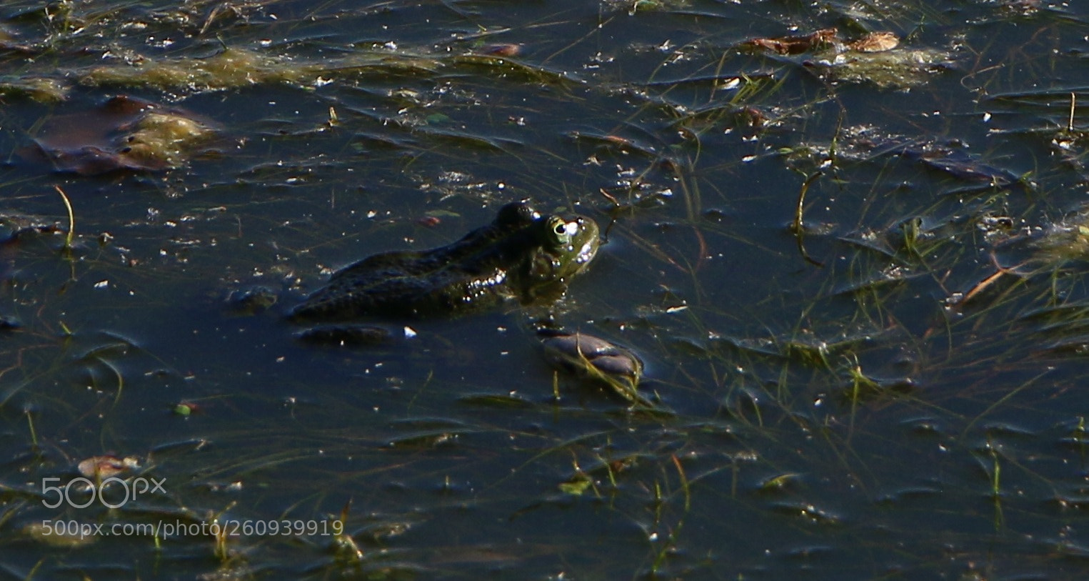 Canon EOS 70D sample photo. Наша природа photography