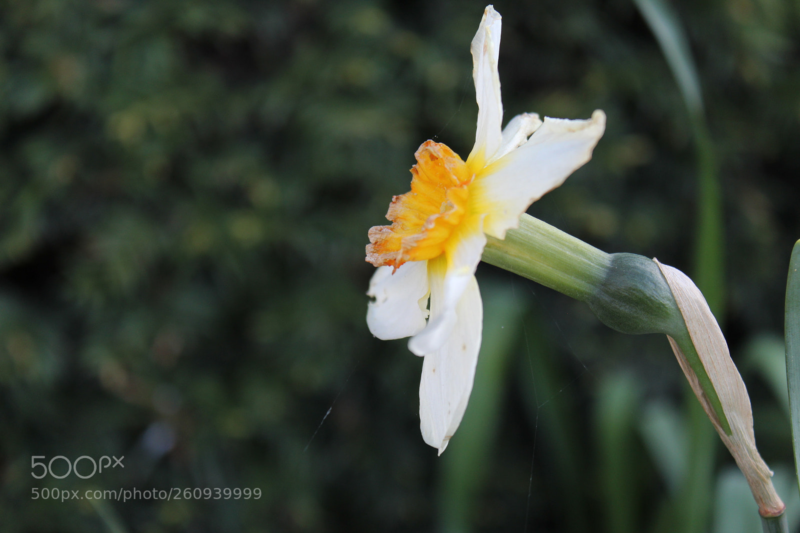 Canon EOS 1300D (EOS Rebel T6 / EOS Kiss X80) sample photo. Standing still photography