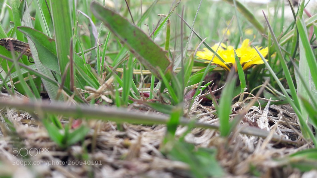 Samsung Galaxy A5(2016) sample photo. Zargan photography