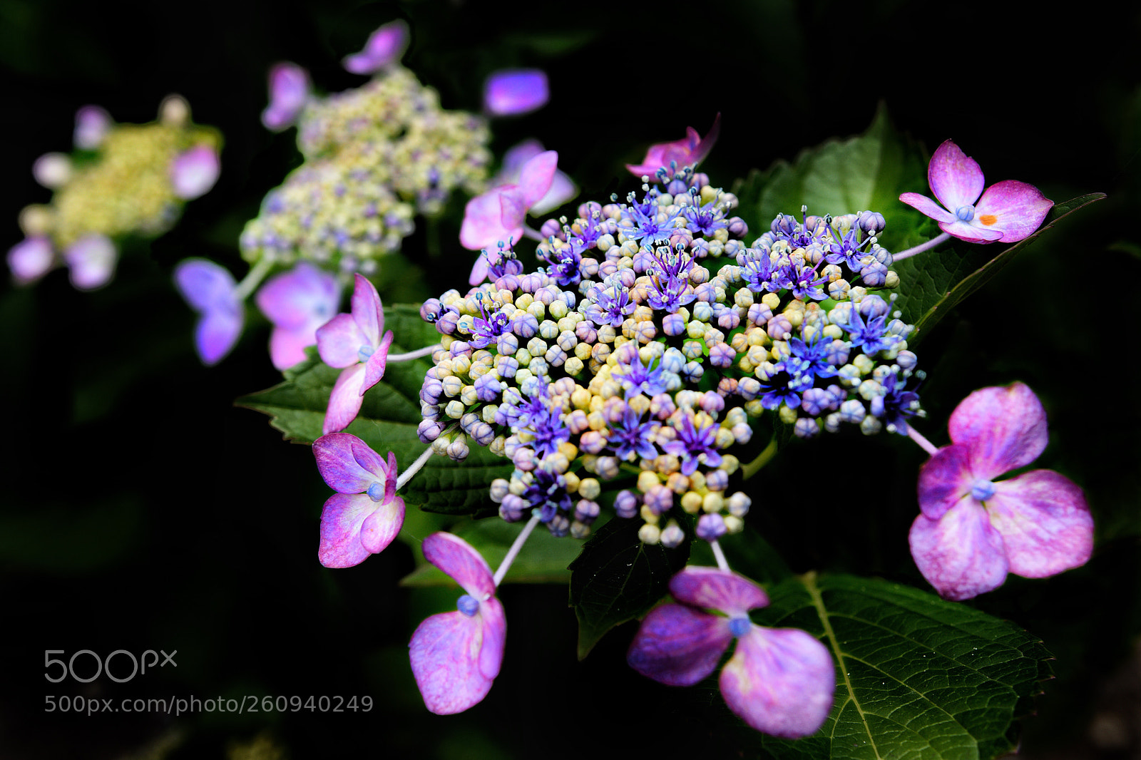 Nikon D7200 sample photo. Flower photography
