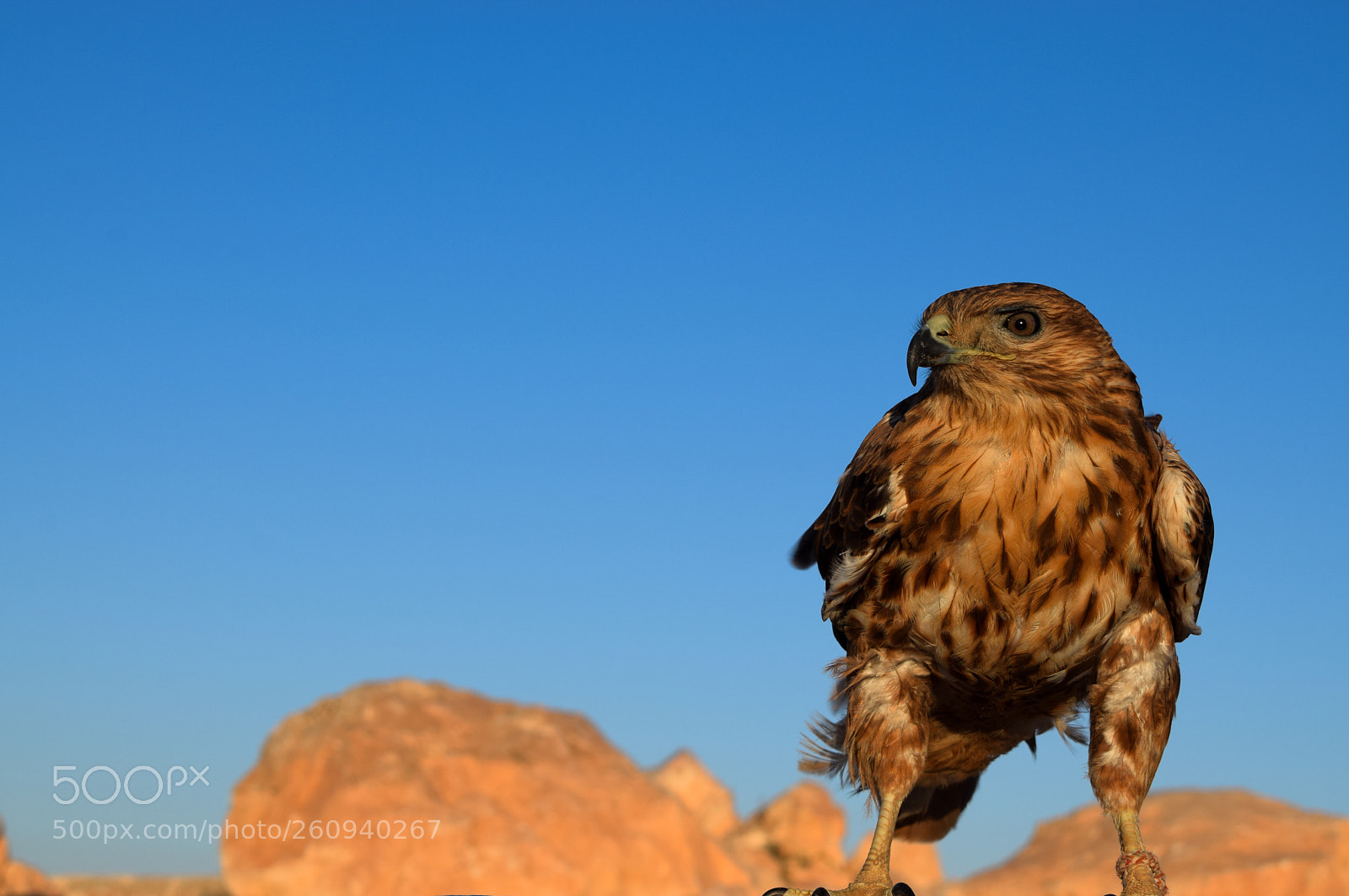 Nikon D3300 sample photo. Eagle photography