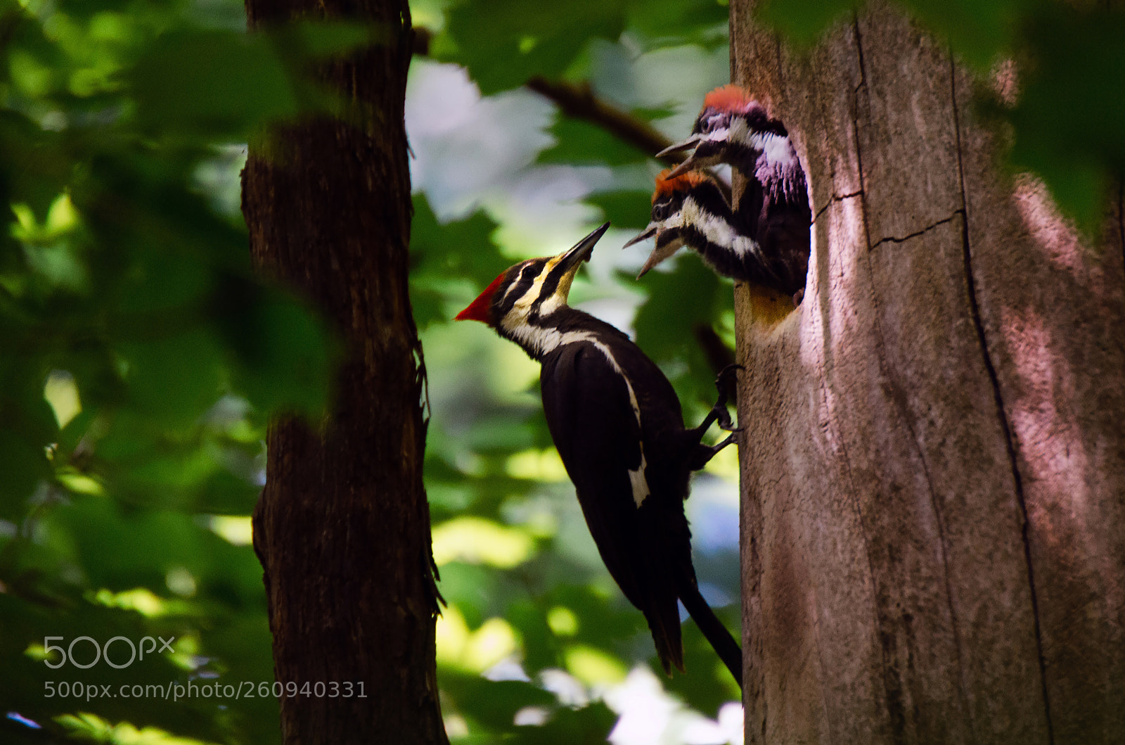 Nikon D7000 sample photo. Feeding time photography