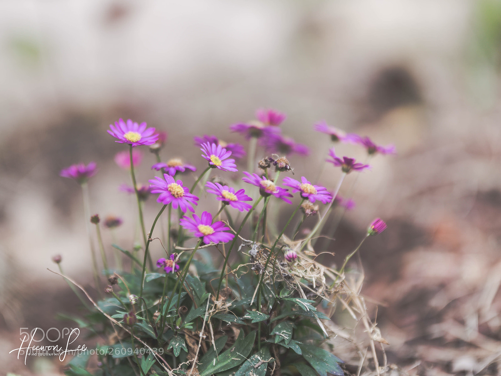 Canon EOS 6D sample photo. ℓσσк нєяє photography
