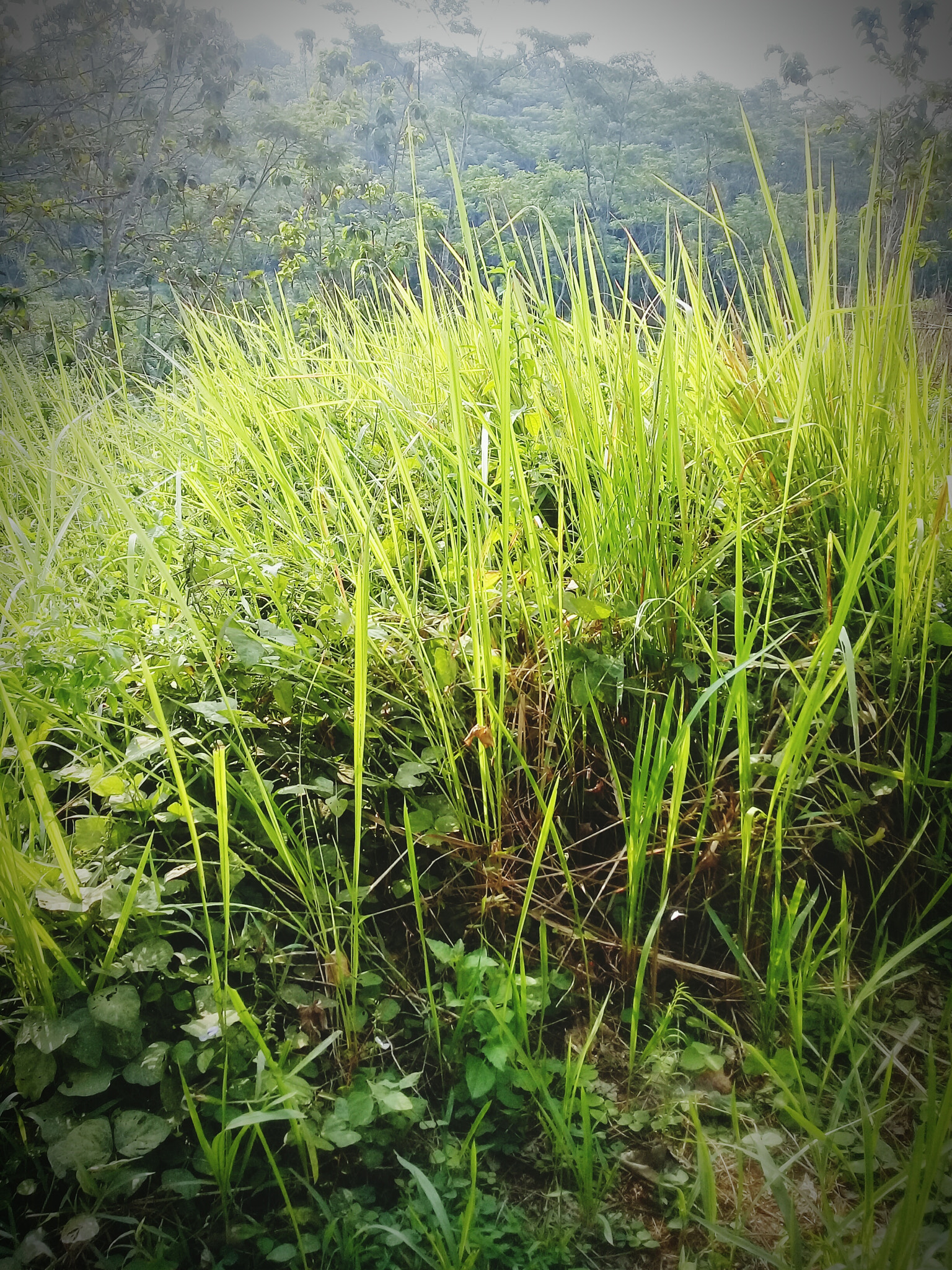 Samsung Galaxy J2 Prime sample photo. Rumput ilalang photography