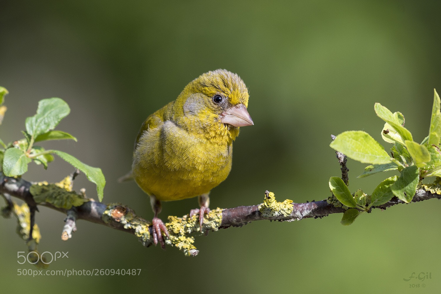 Nikon D500 sample photo. Greenfinch (carduelis chloris) photography