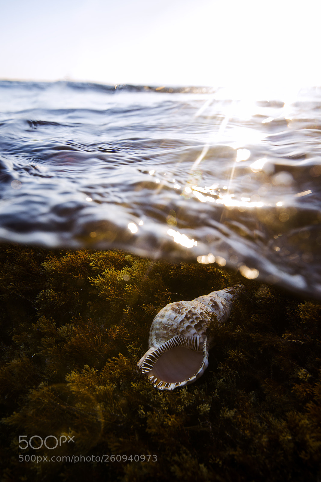Nikon D800E sample photo. Under the surface photography