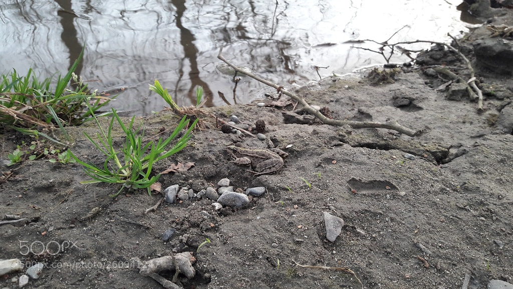 Samsung Galaxy A5(2016) sample photo. Frog photography