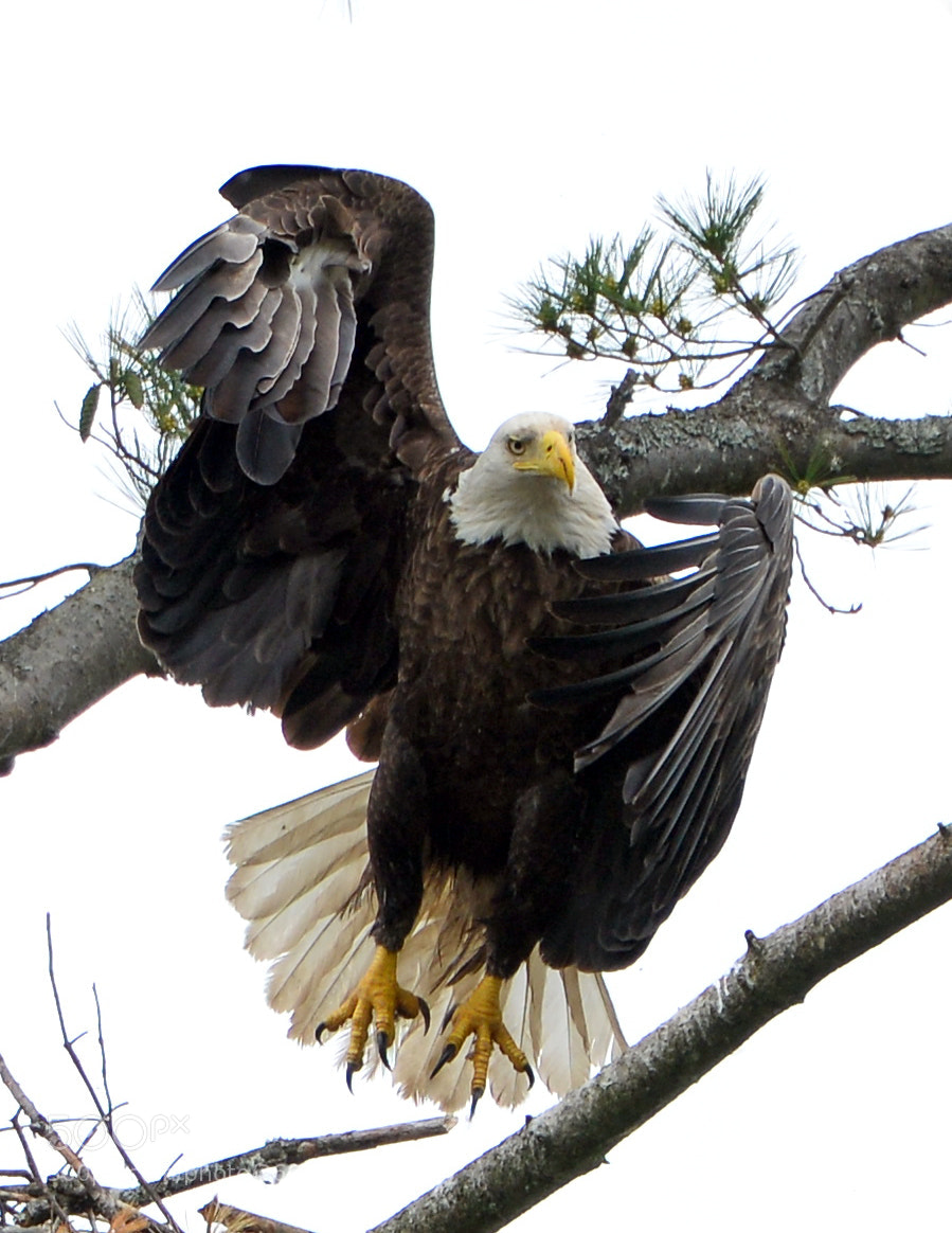 Nikon D610 sample photo. Bald eagle photography