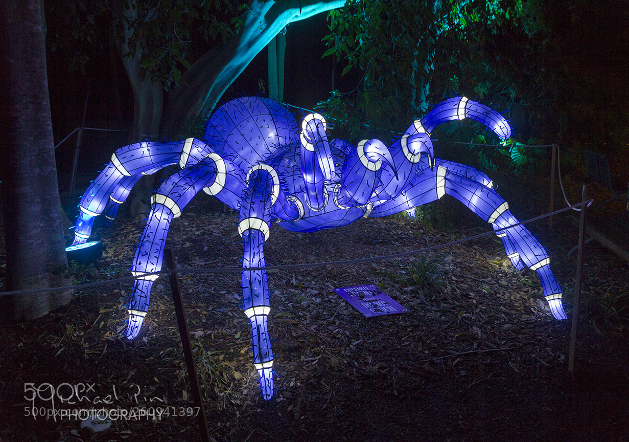 Canon EOS 7D sample photo. Vivid spider photography