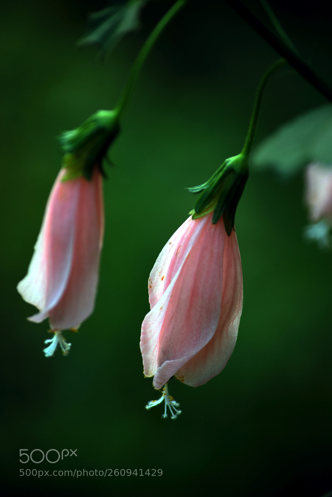 Nikon D5300 sample photo. Two... photography