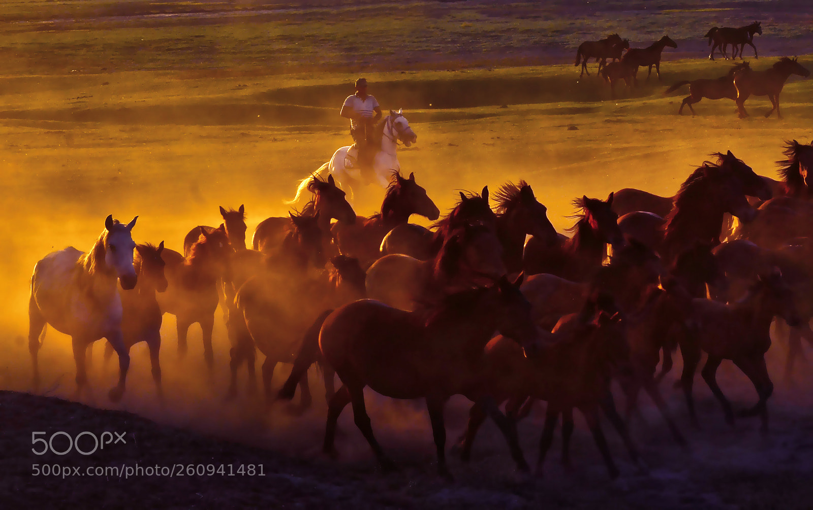 Nikon D7000 sample photo. Running horses photography